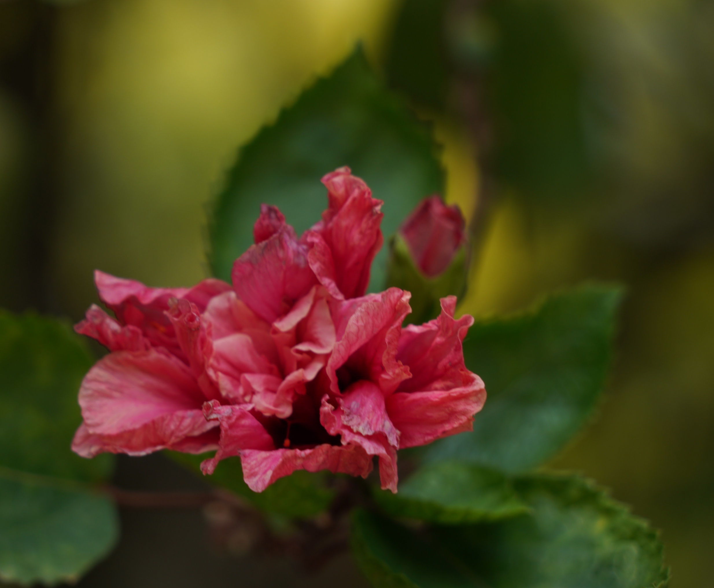 原创首发重瓣扶桑花