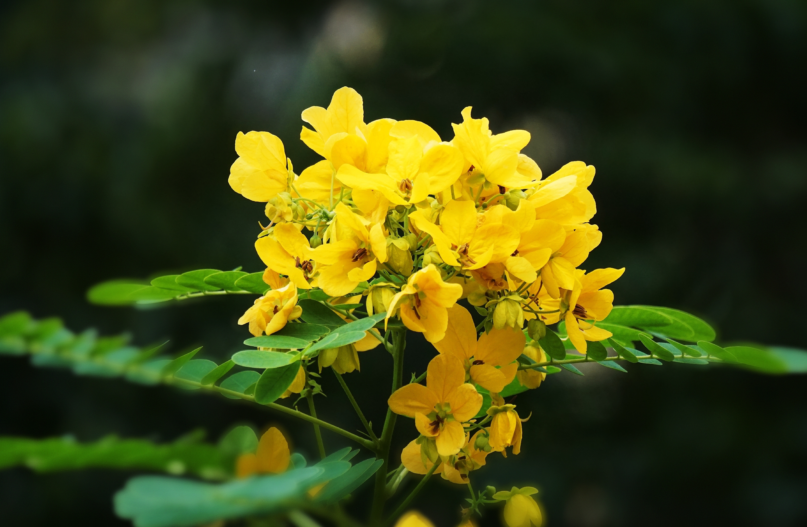 冬日里温柔盛开的黄槐花(vv首发)