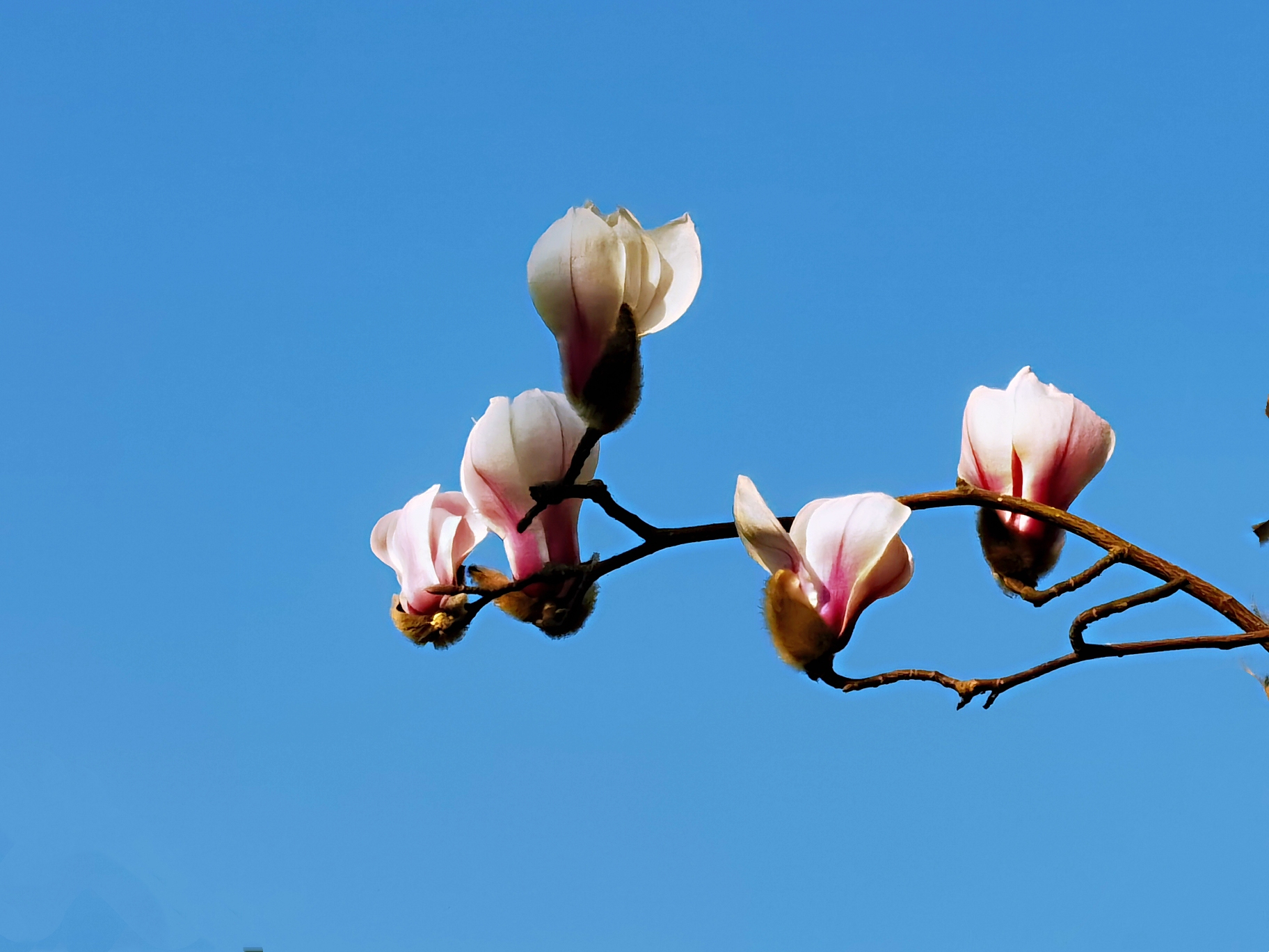 迎春树,辛兰,属木兰科木兰属多年生落叶乔木,是开花最早的玉兰品种
