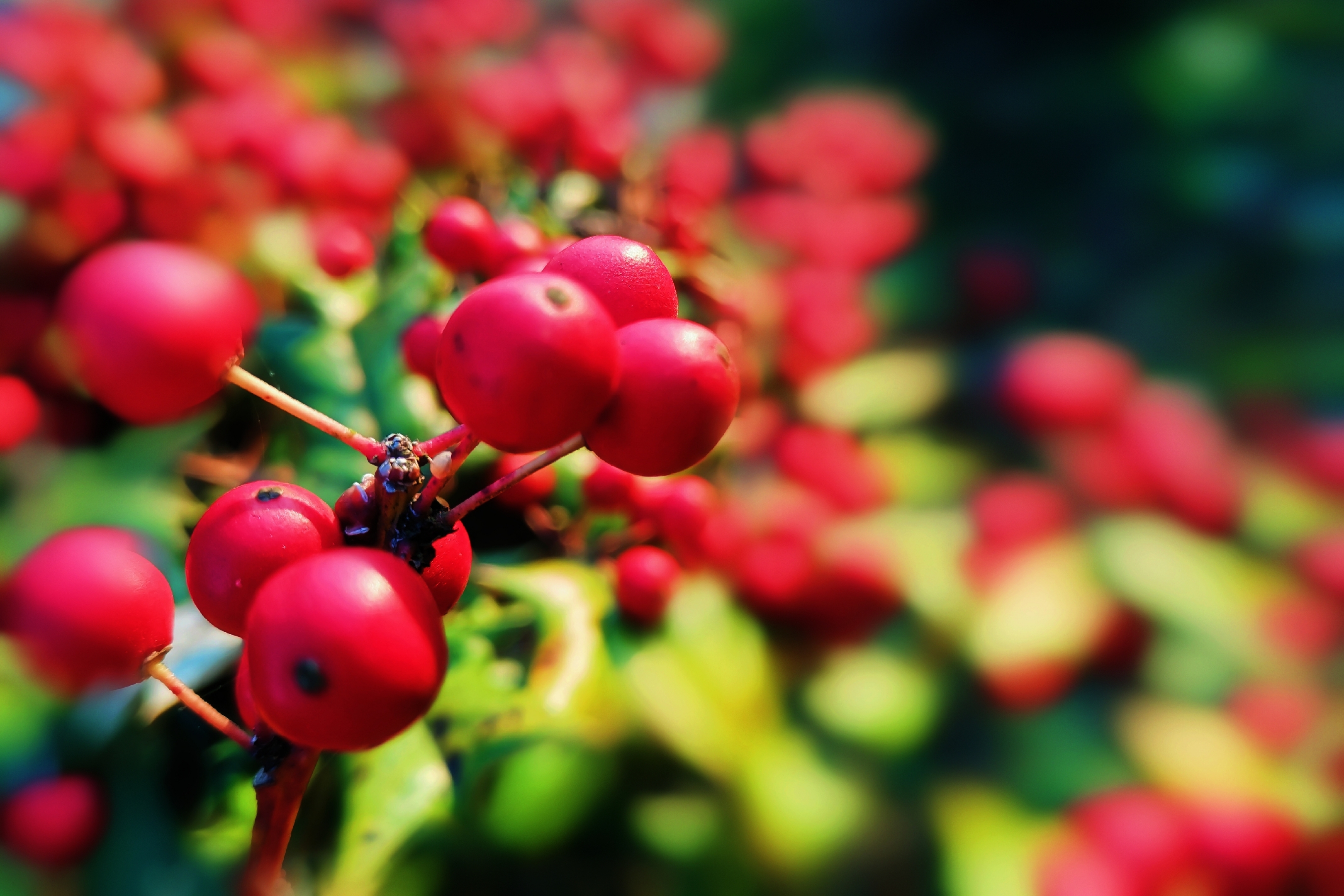 陽光下的紅果冬青樹首發