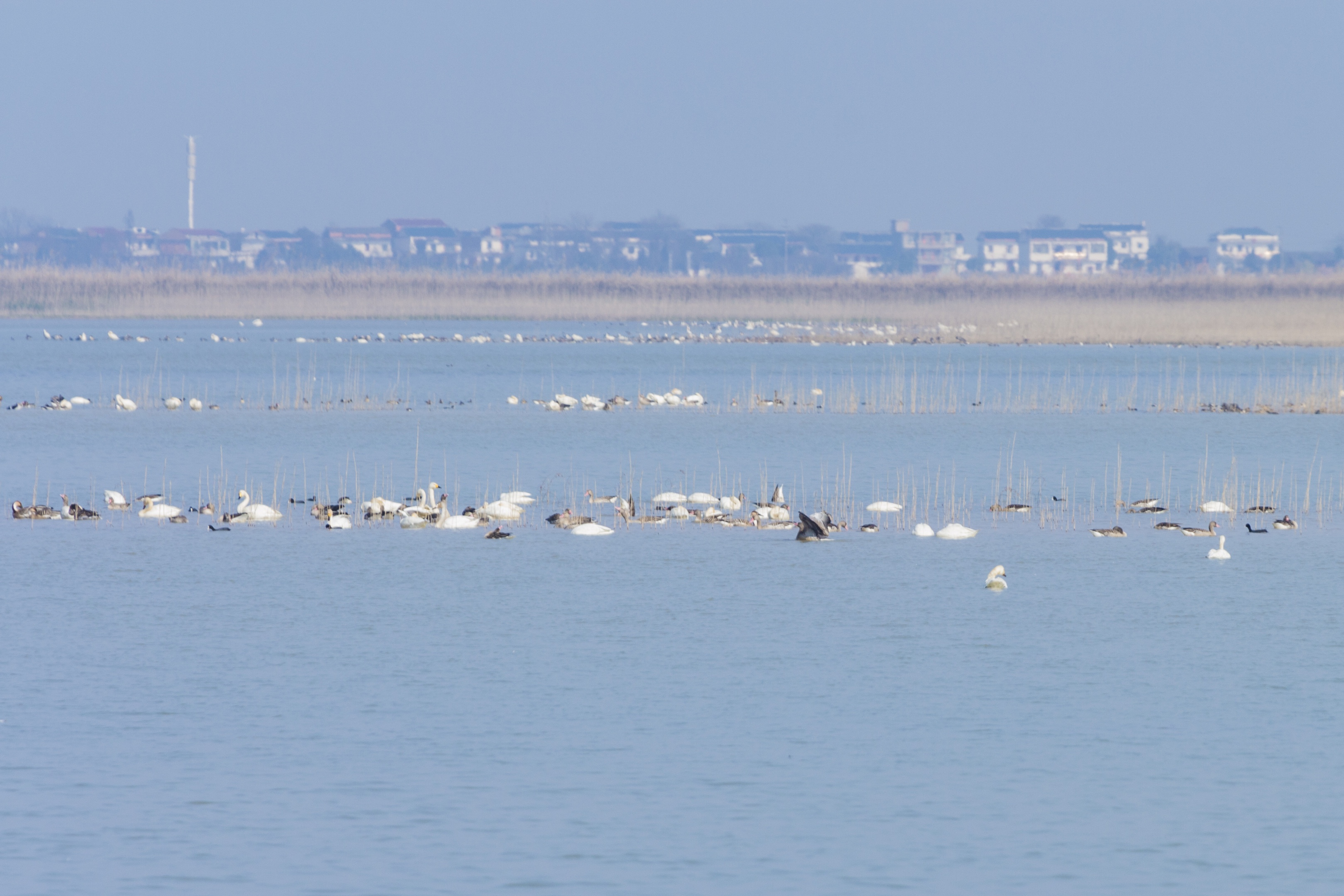 初入南矶山候鸟保护区【首发】