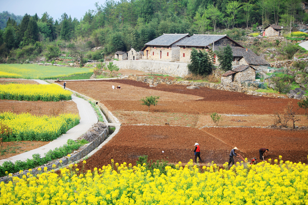 农人们在田间埋头耕种,翻起的泥土散发出迷人的芳香.