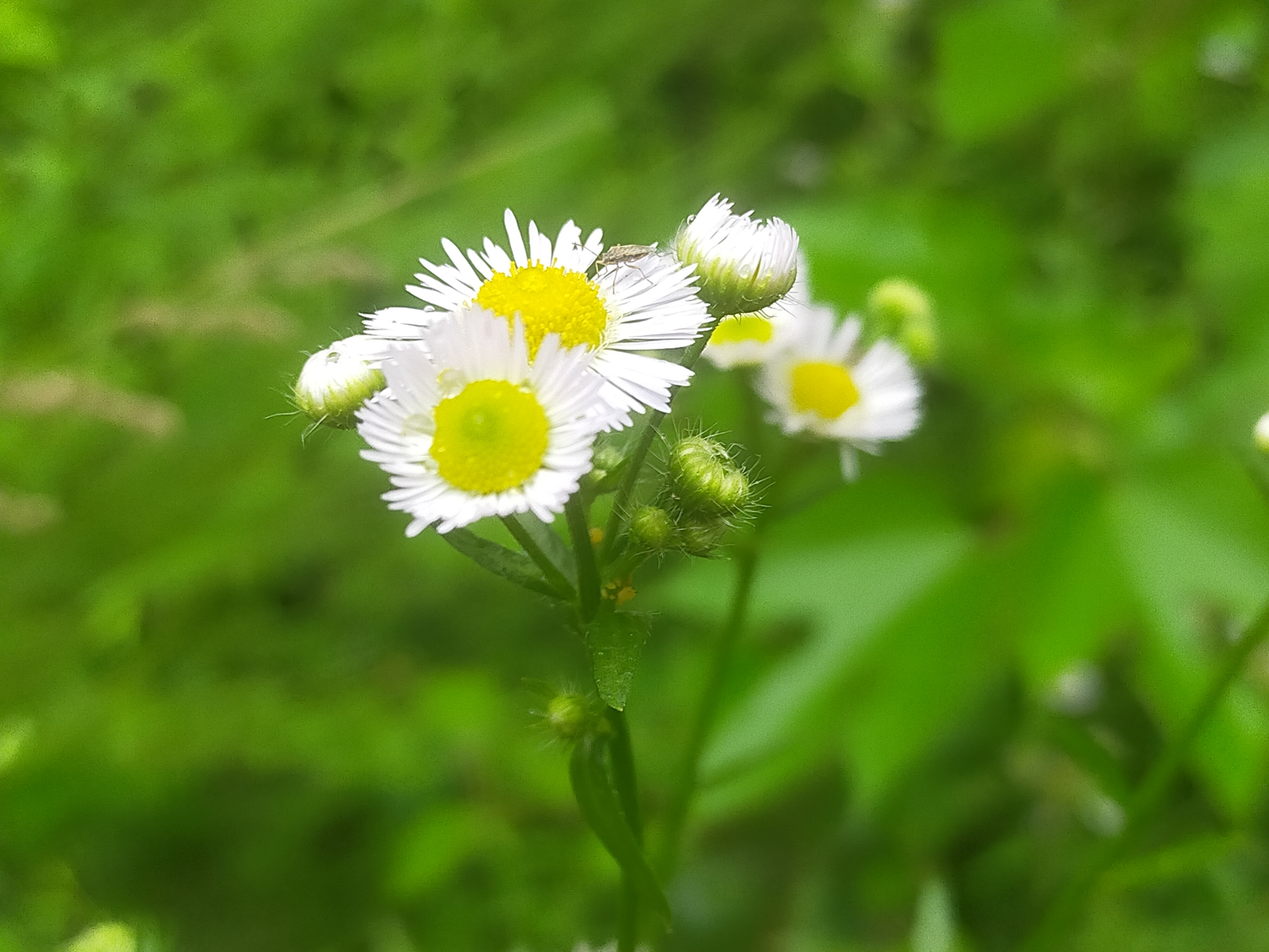 素雅之花飞蓬【ⅤⅤ首发】