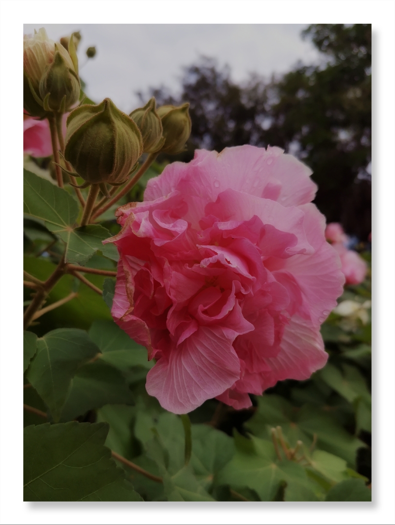 独自芬芳的芙蓉花