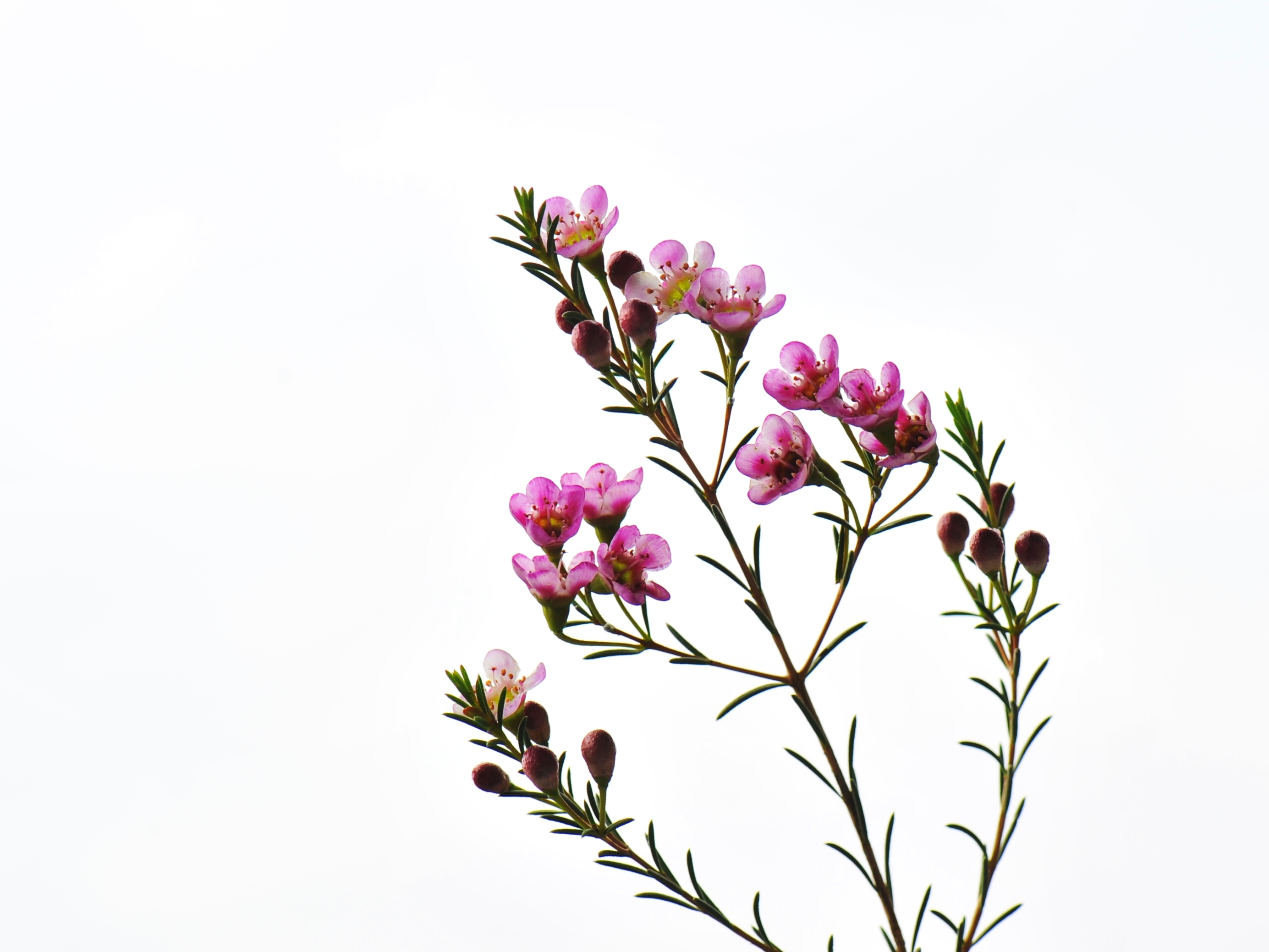 澳梅,来自澳洲西部,原名叫geraldton wax(杰拉尔顿腊花),wax就是蜡
