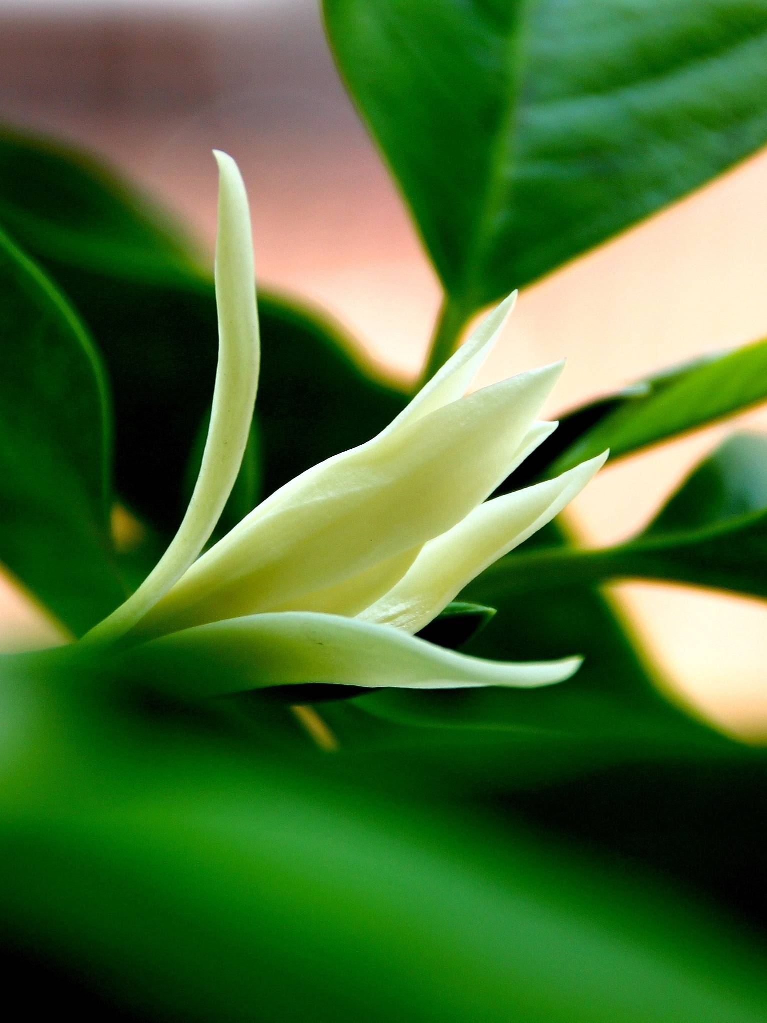 西北文化艺术群《每周一星》第九期明星一陈哲创编制作一森林中的百灵