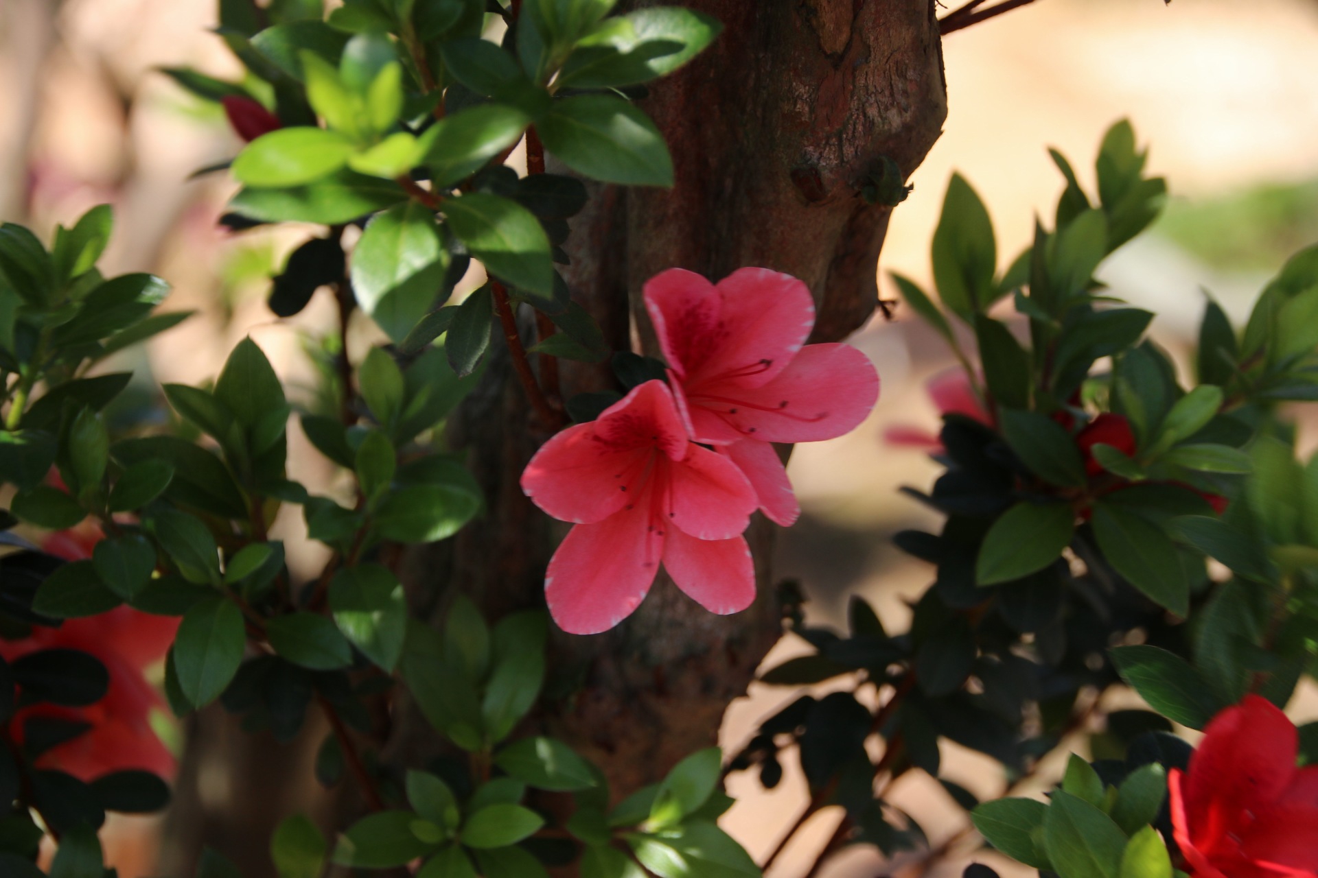 漳平永福杜鹃花盛开芬芳