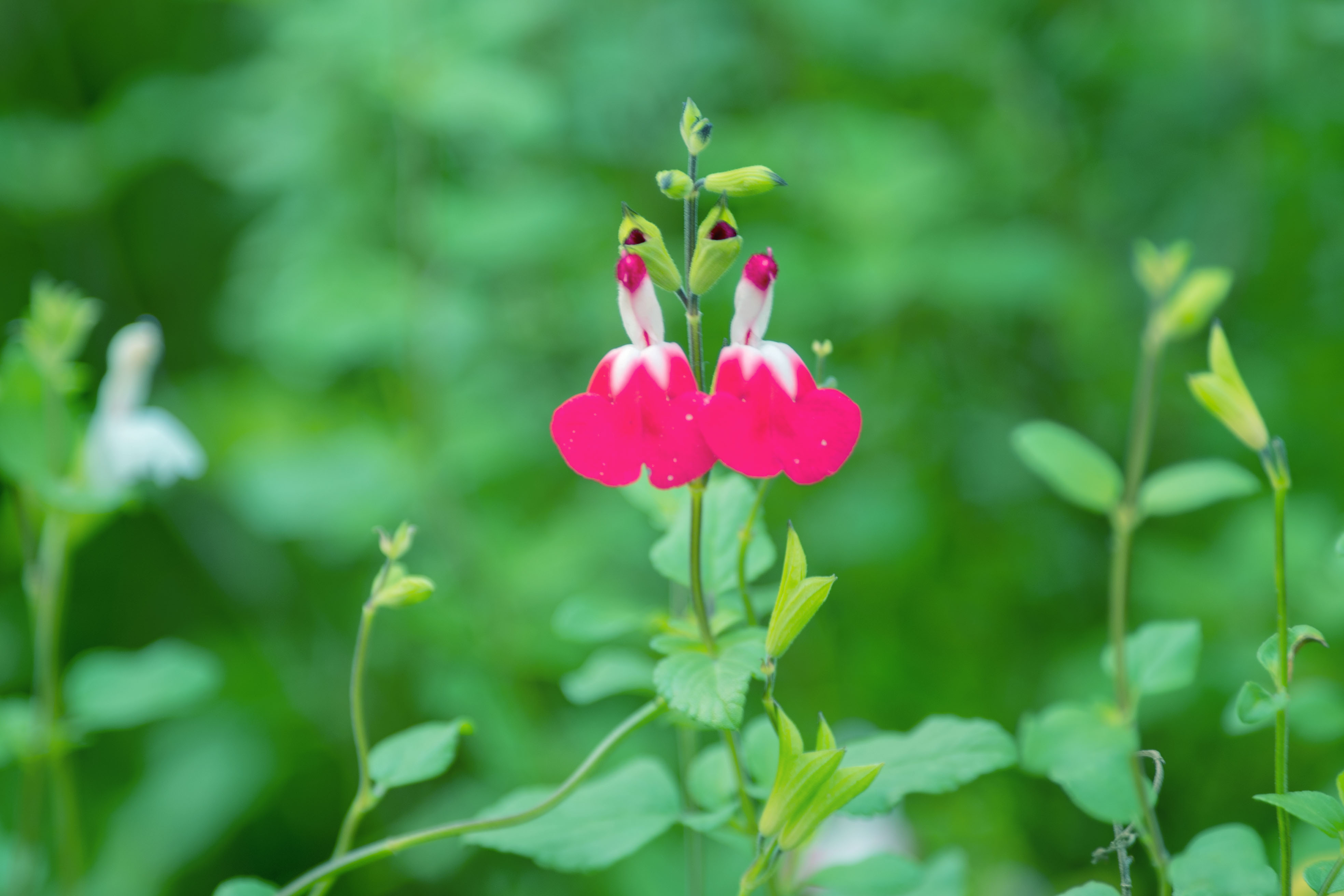 烈焰红唇樱桃鼠尾草首发