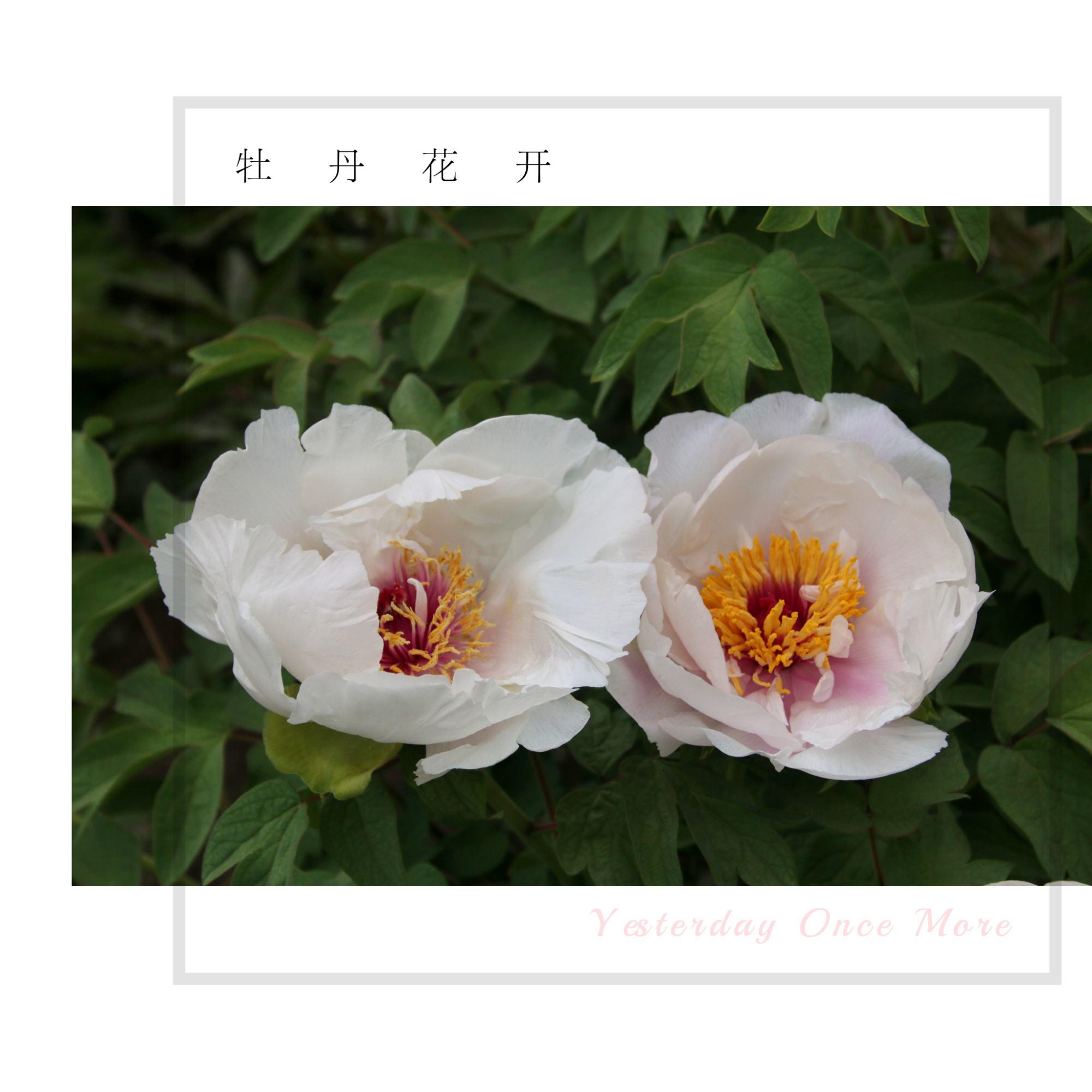 七夕一一夫妻花送有情人