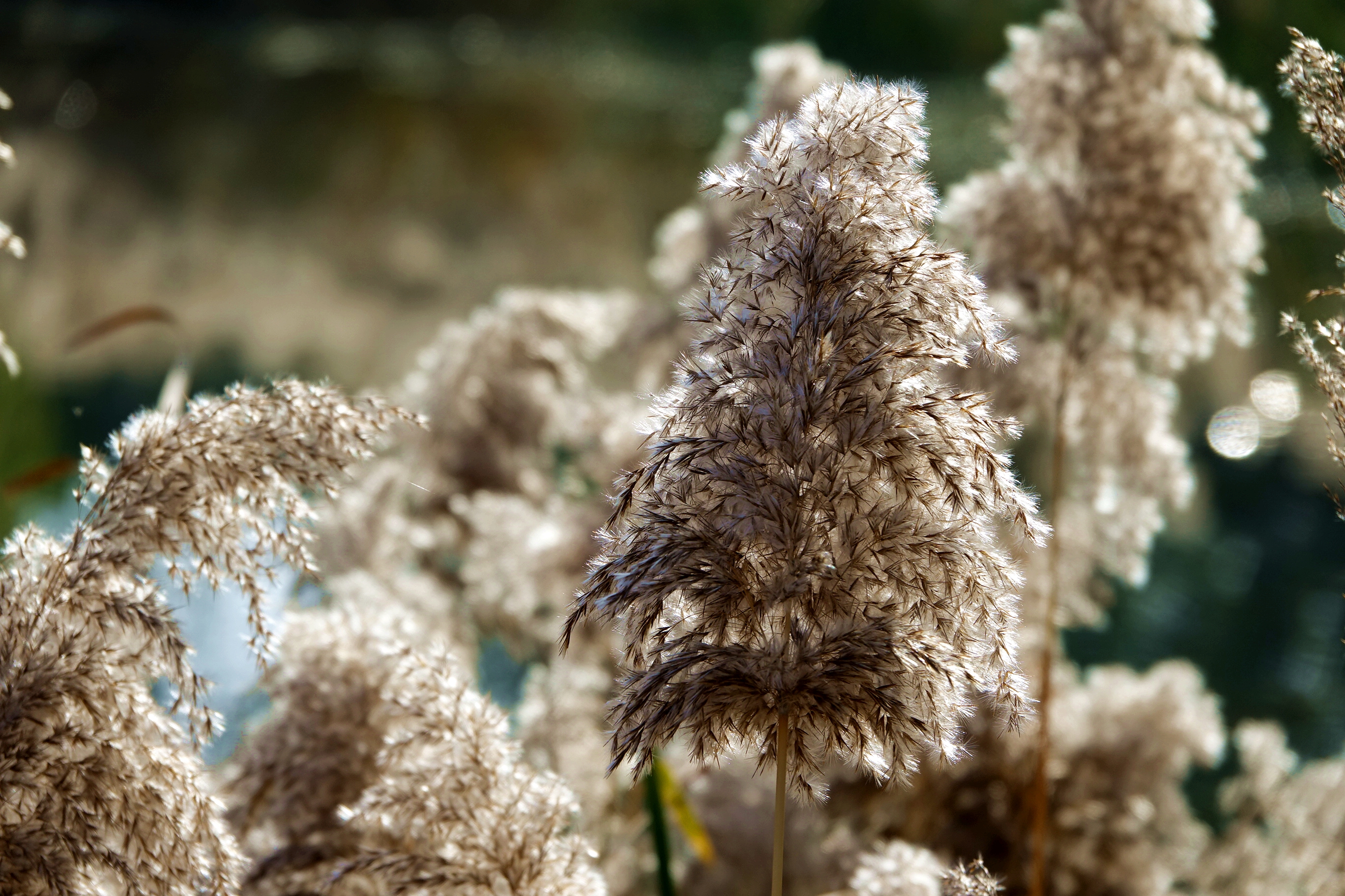 龙子湖初冬的景色