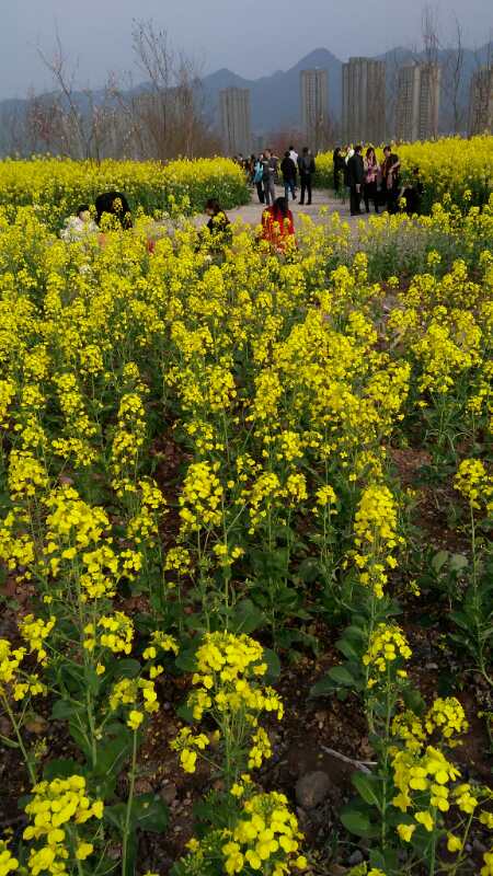 重庆复盛千亩油菜花犹如金色地毯美如画