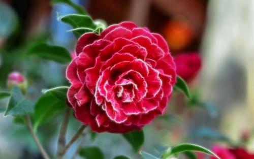 《红色山楂花》诵读:无缘&苏恭