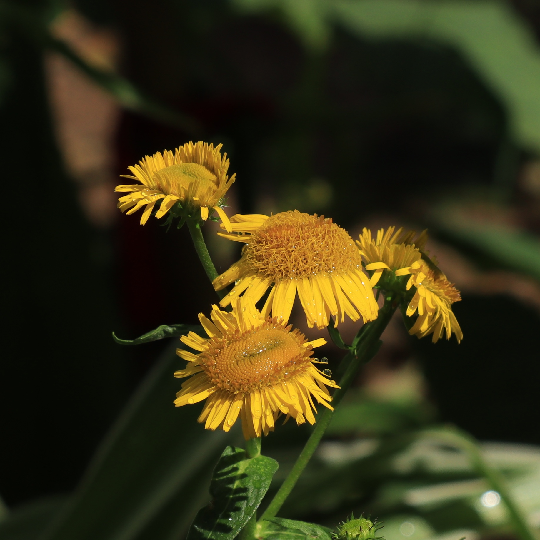 雨中花園