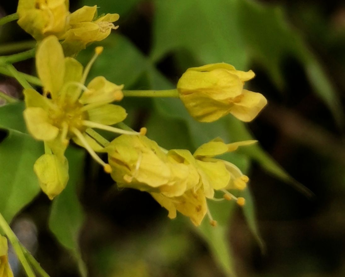 春天绽放的元宝枫花首发