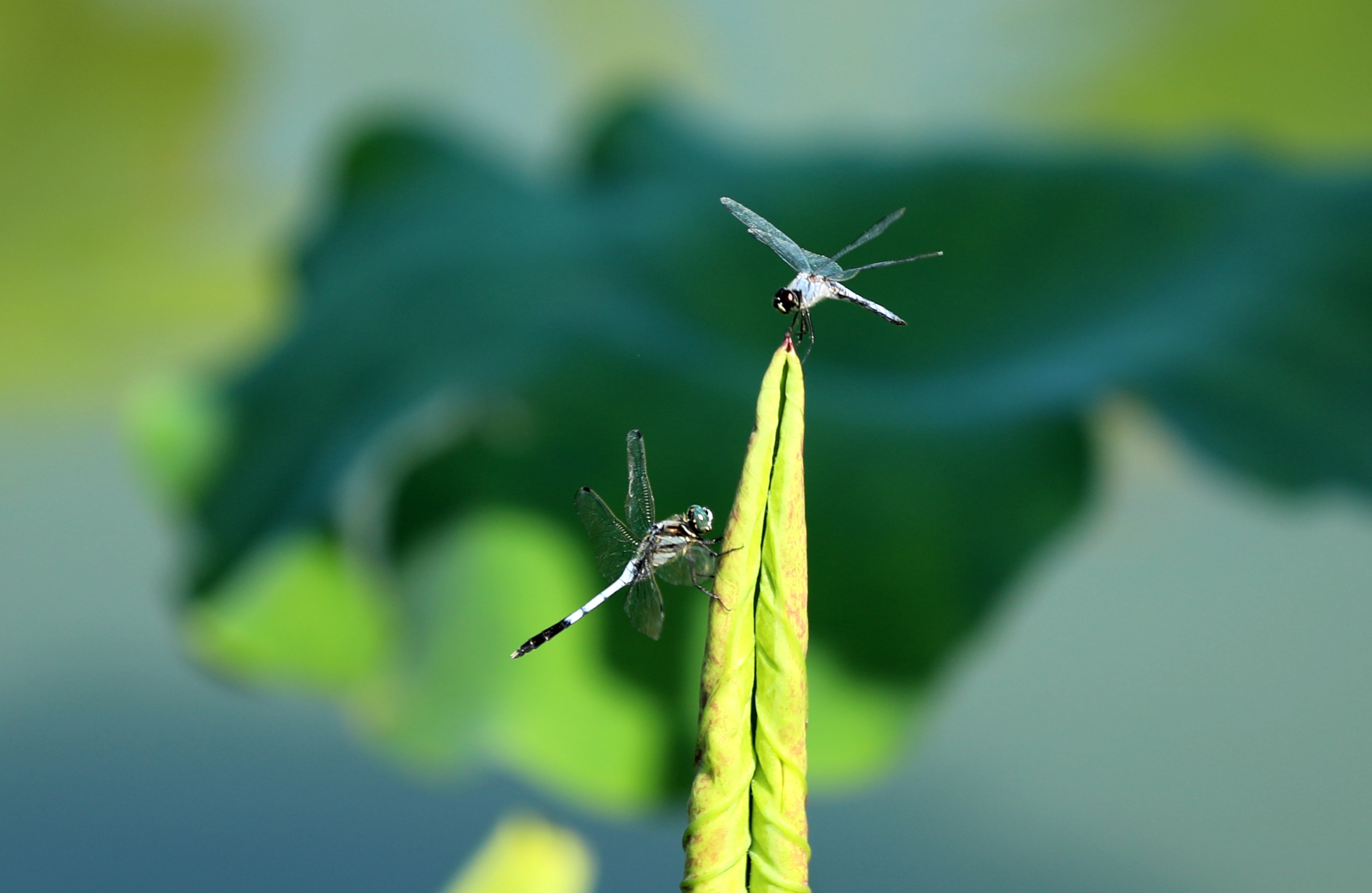 首发蜻蜓与豆娘