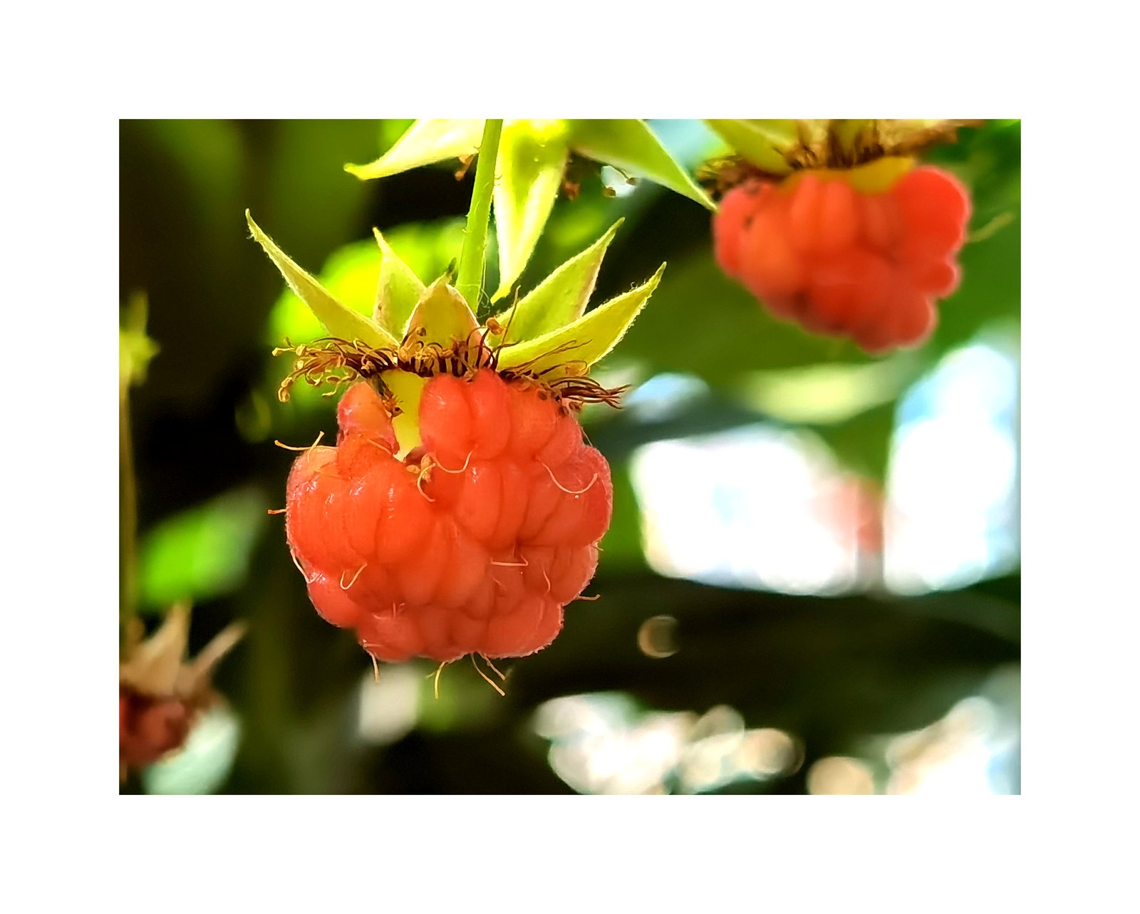 红山果花图片图片