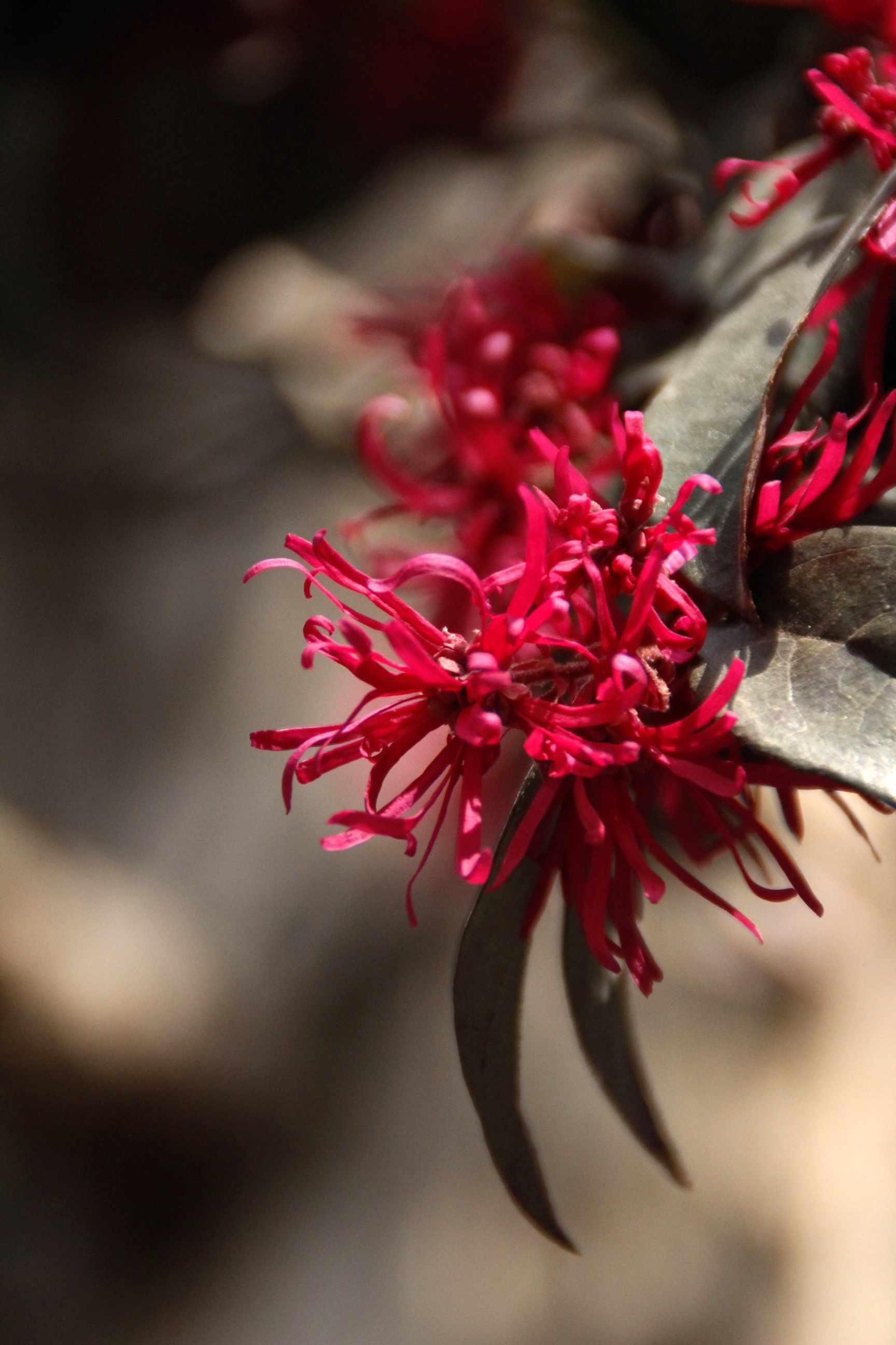 首发吉祥的红花檵木