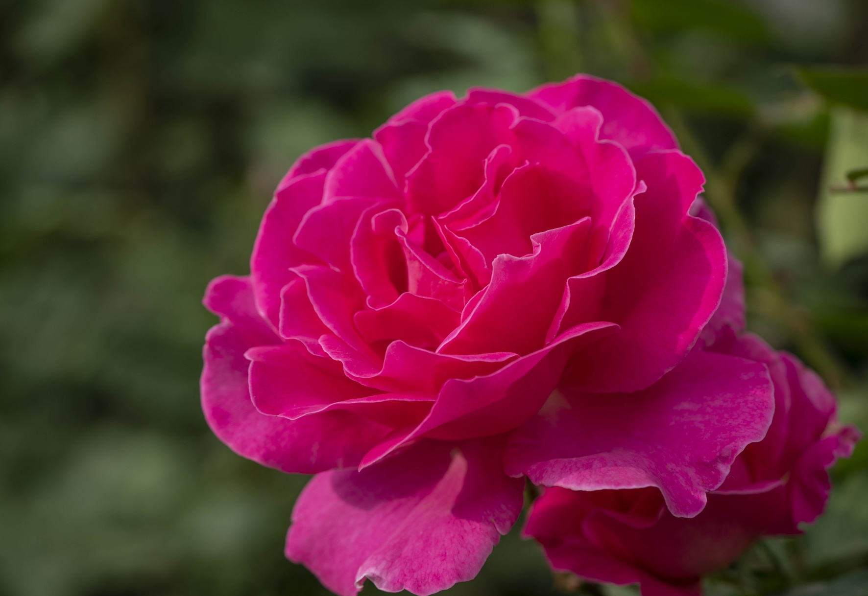 北京五月天 盛开月季花