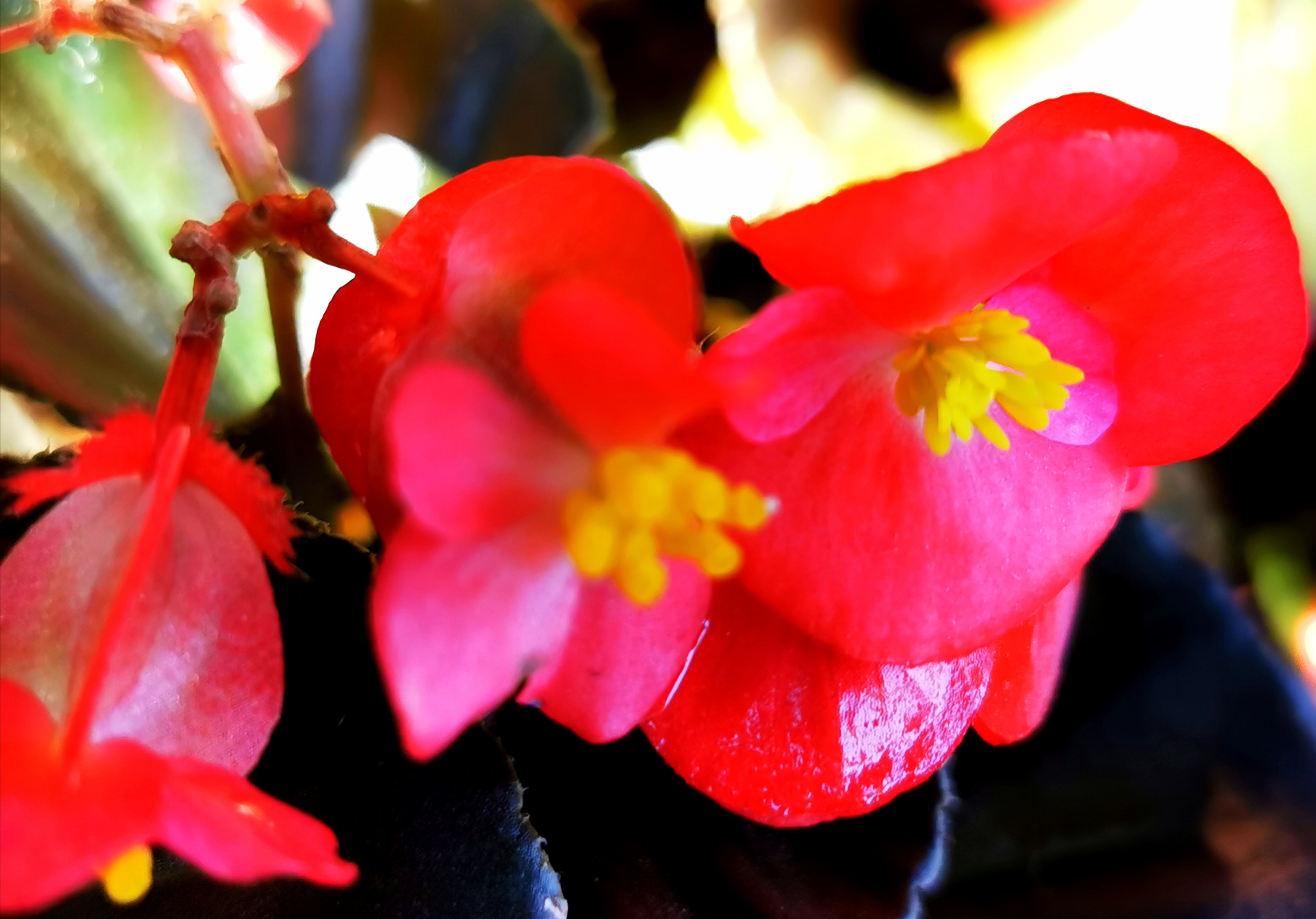 首发四季秋海棠玻璃翠