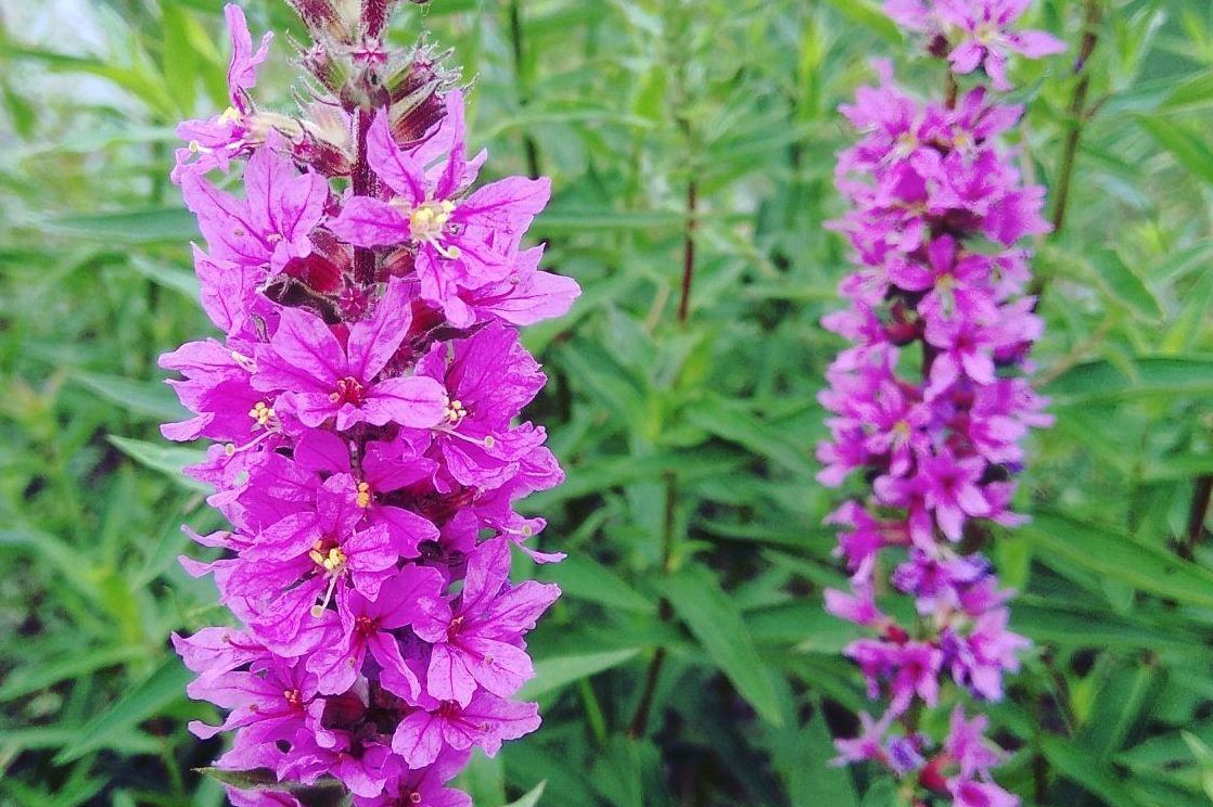 玫瑰红的红千屈菜