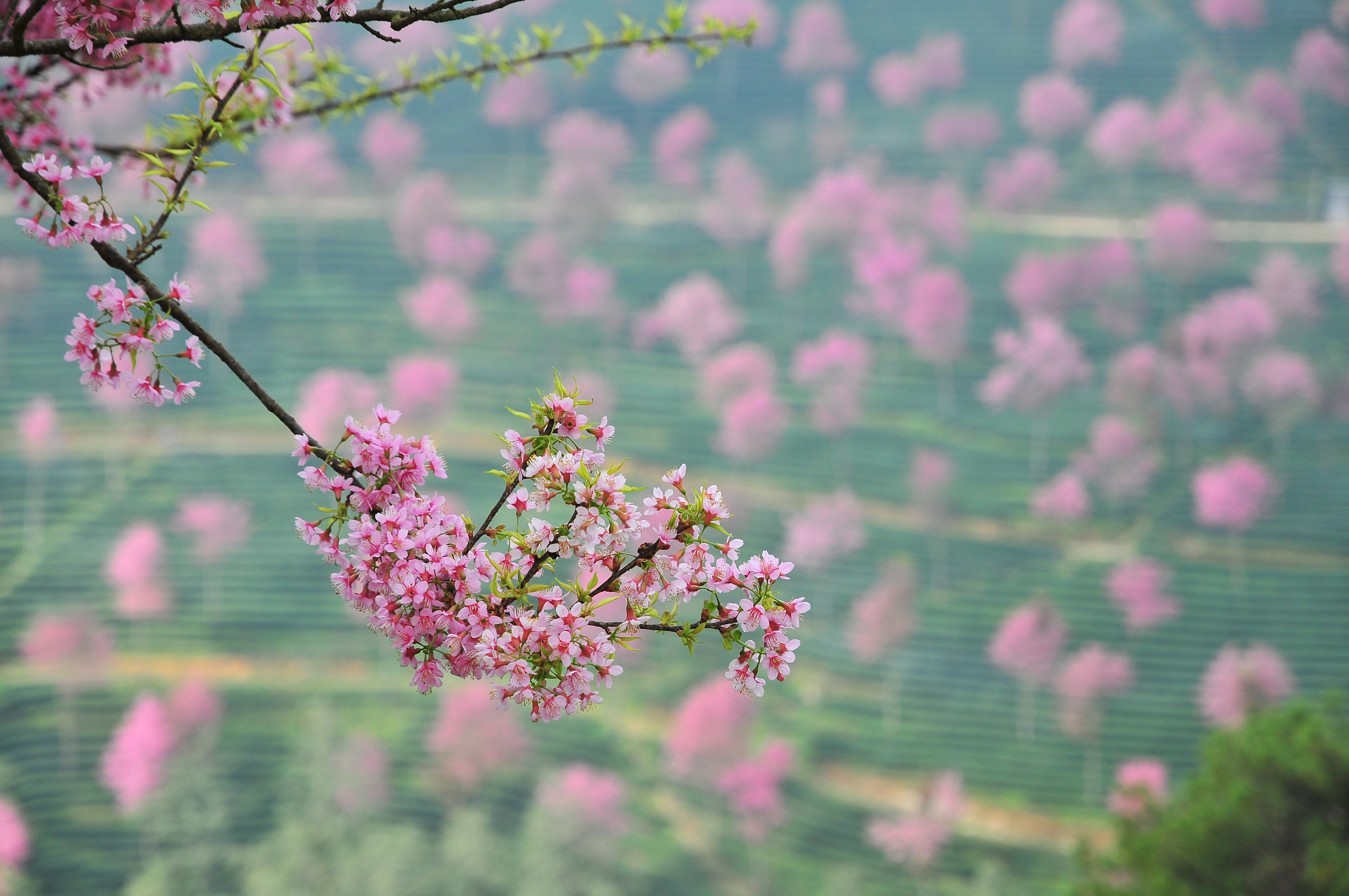 南涧樱花谷.层层绿色的茶山,点缀着粉红的冬樱花.