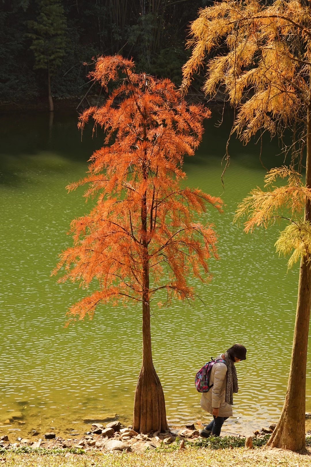 大片水杉似紅色的海洋 蔚為壯觀 水杉層林盡染 赤紅一片 湖面的倒影