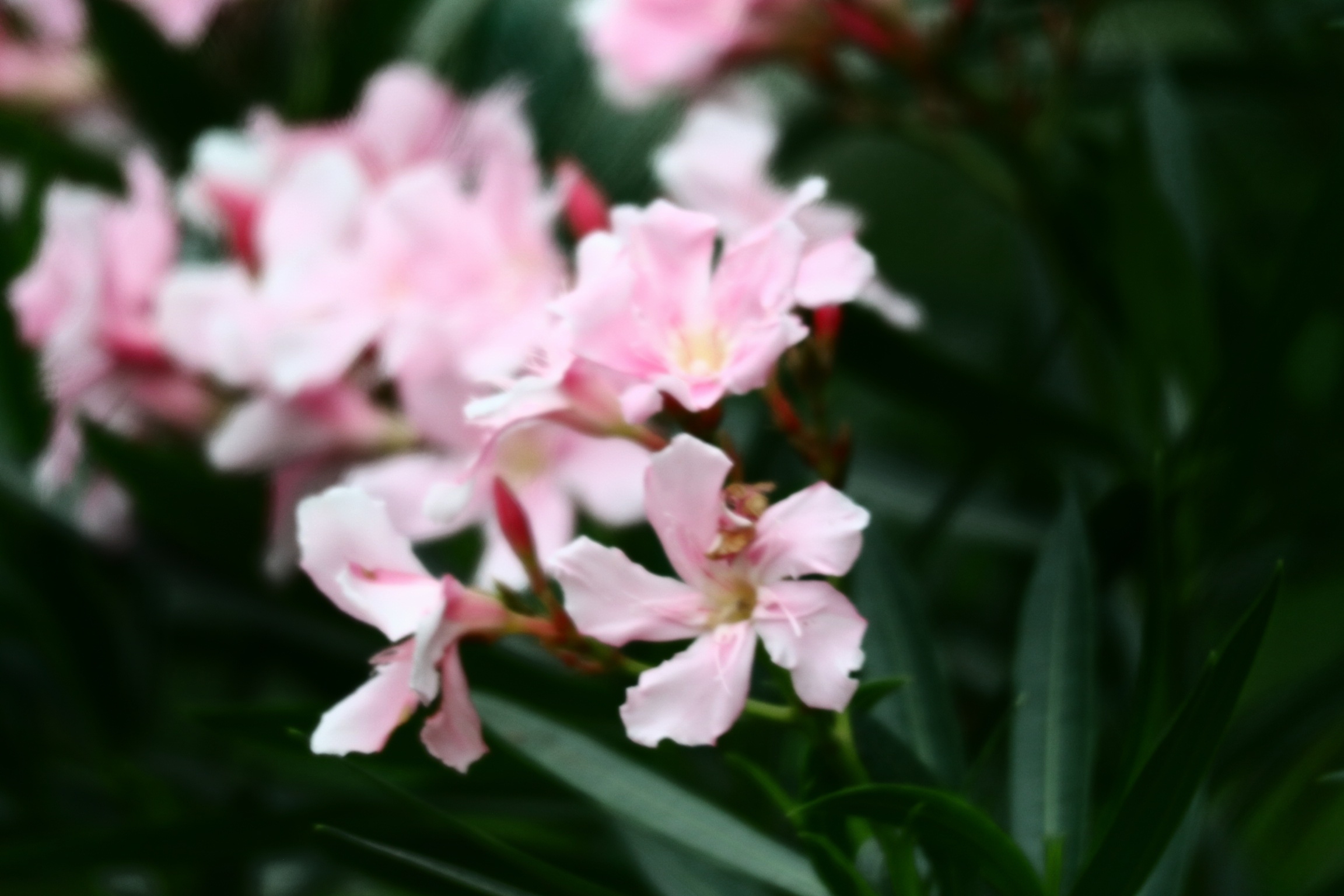 粉粉的夹竹桃首发