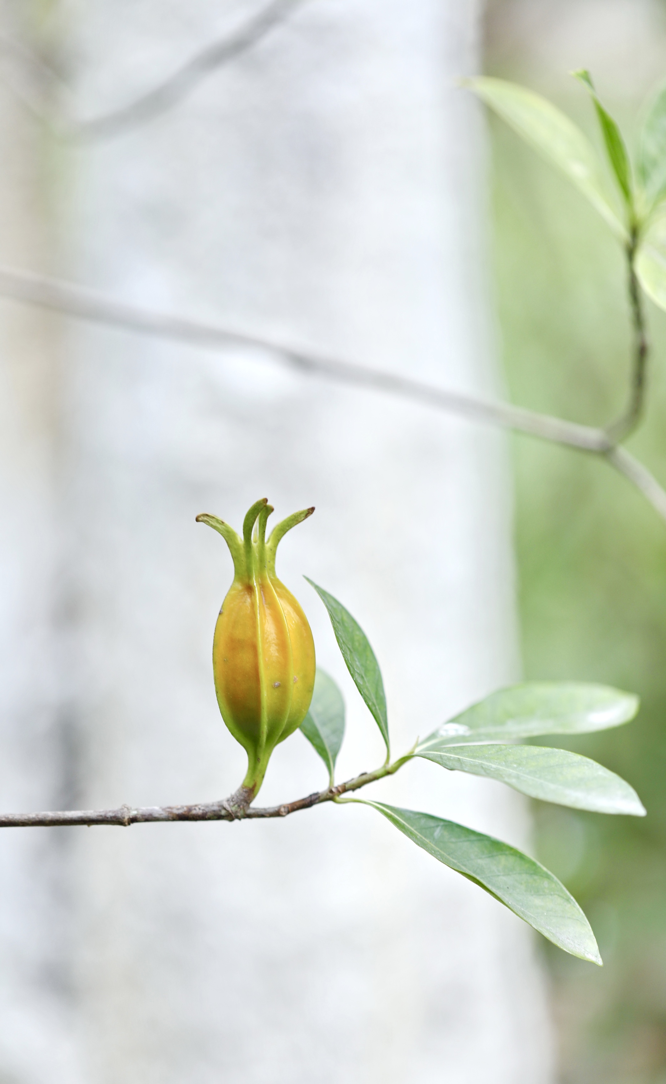 首发栀子果熟了