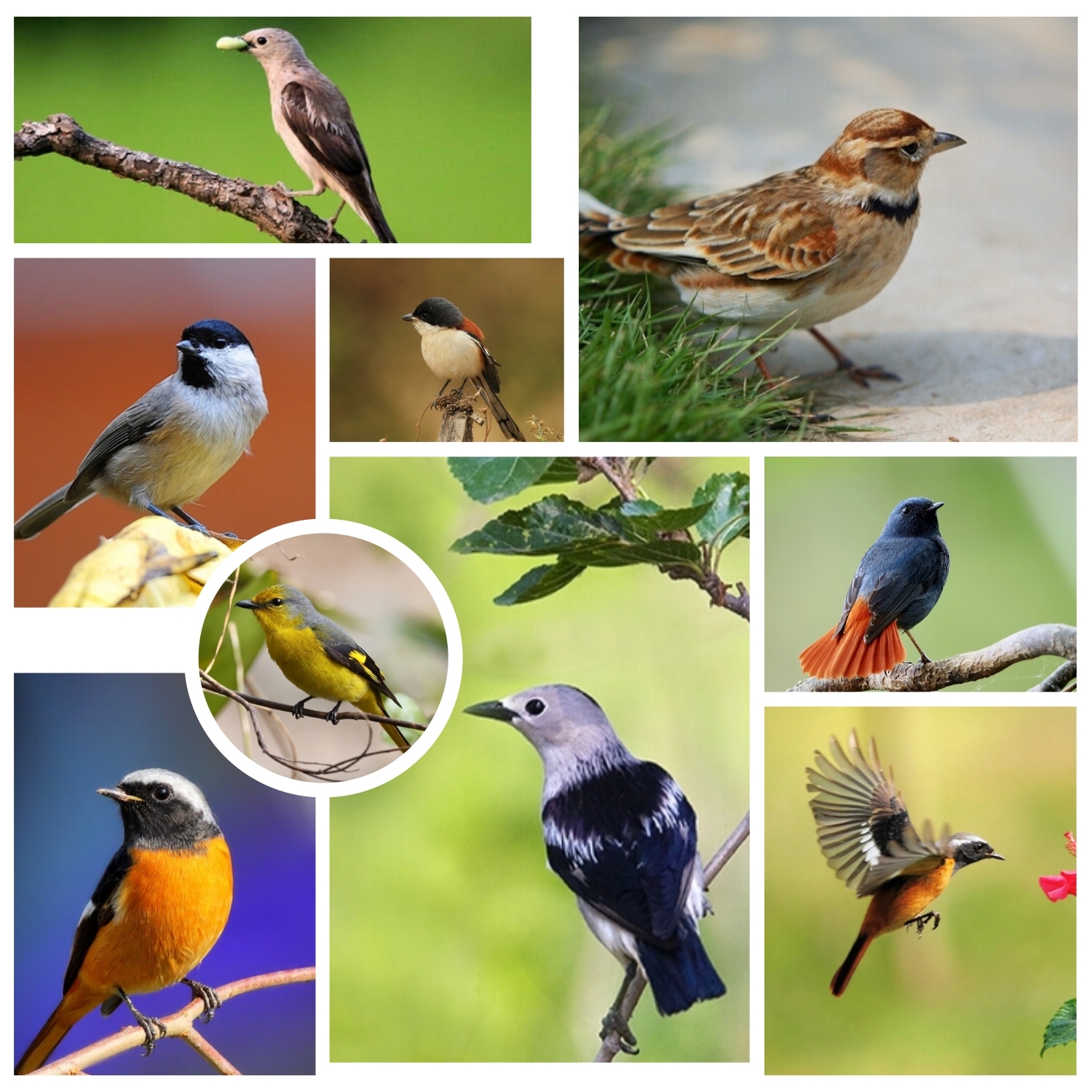 小鸟种类品种图片