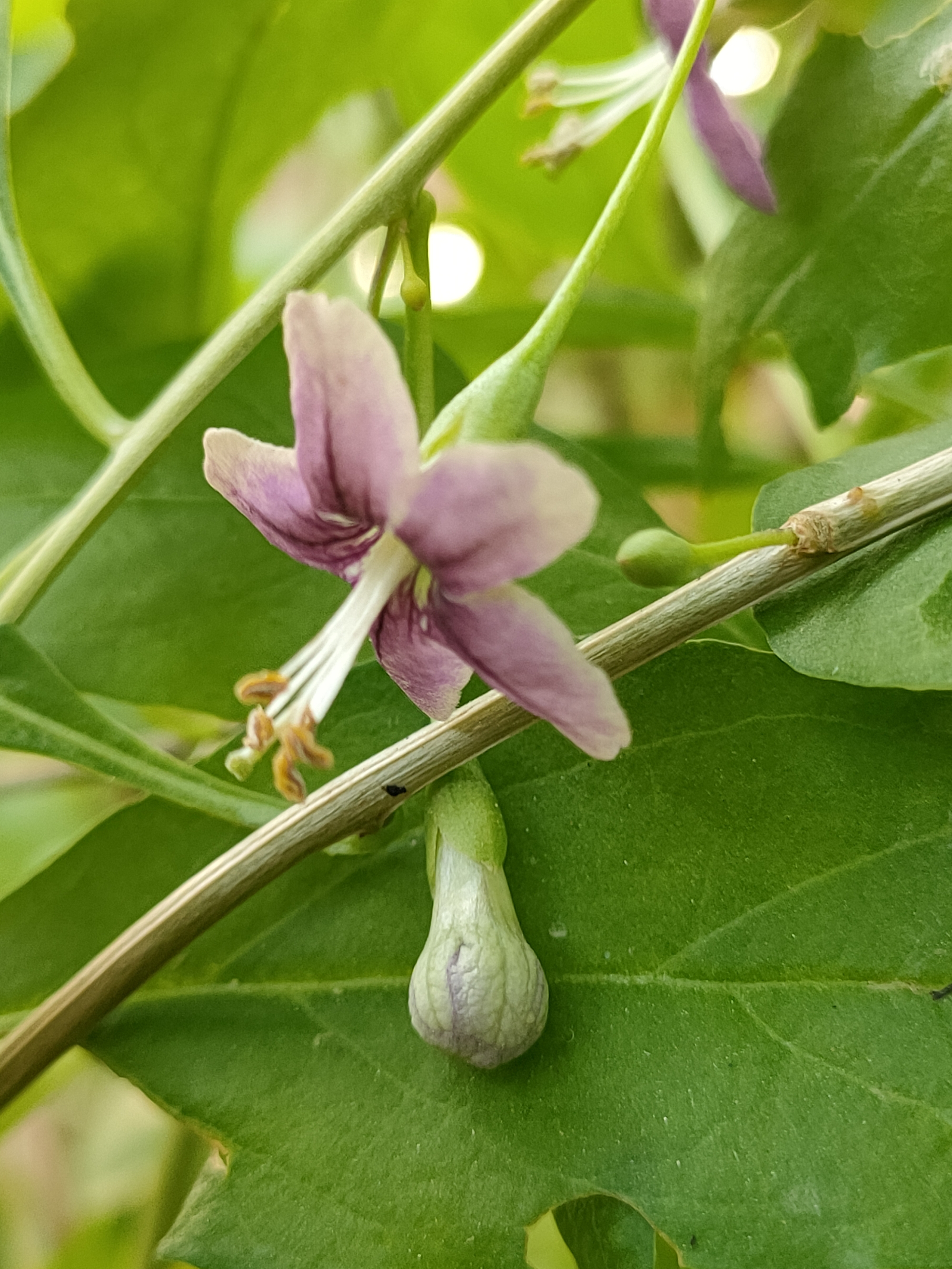 我最喜欢的植物枸杞树原创首发
