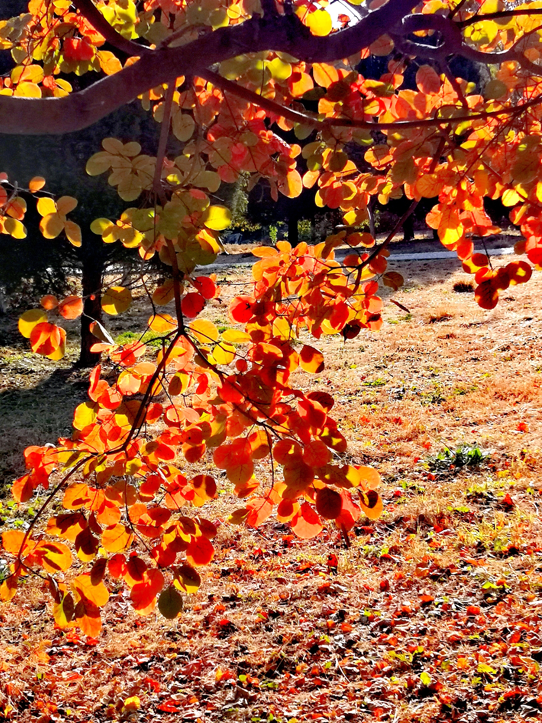 黄栌秋色叶红似火首发