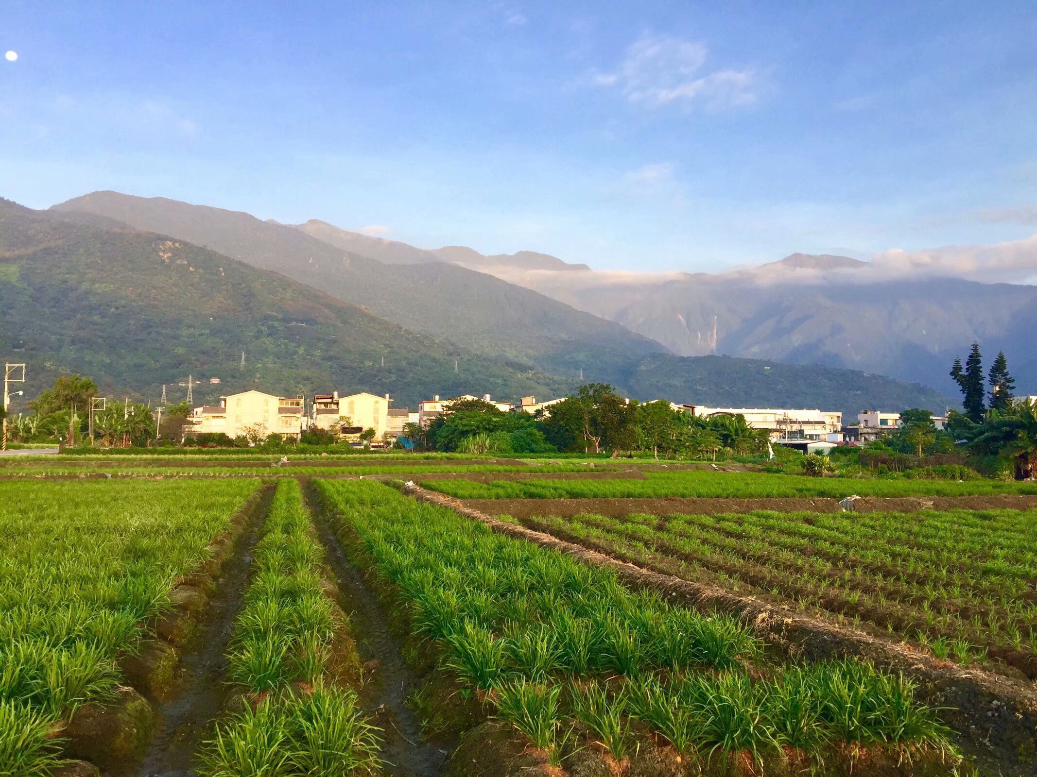 臺灣之旅(花蓮縣吉安鄉的早晨)