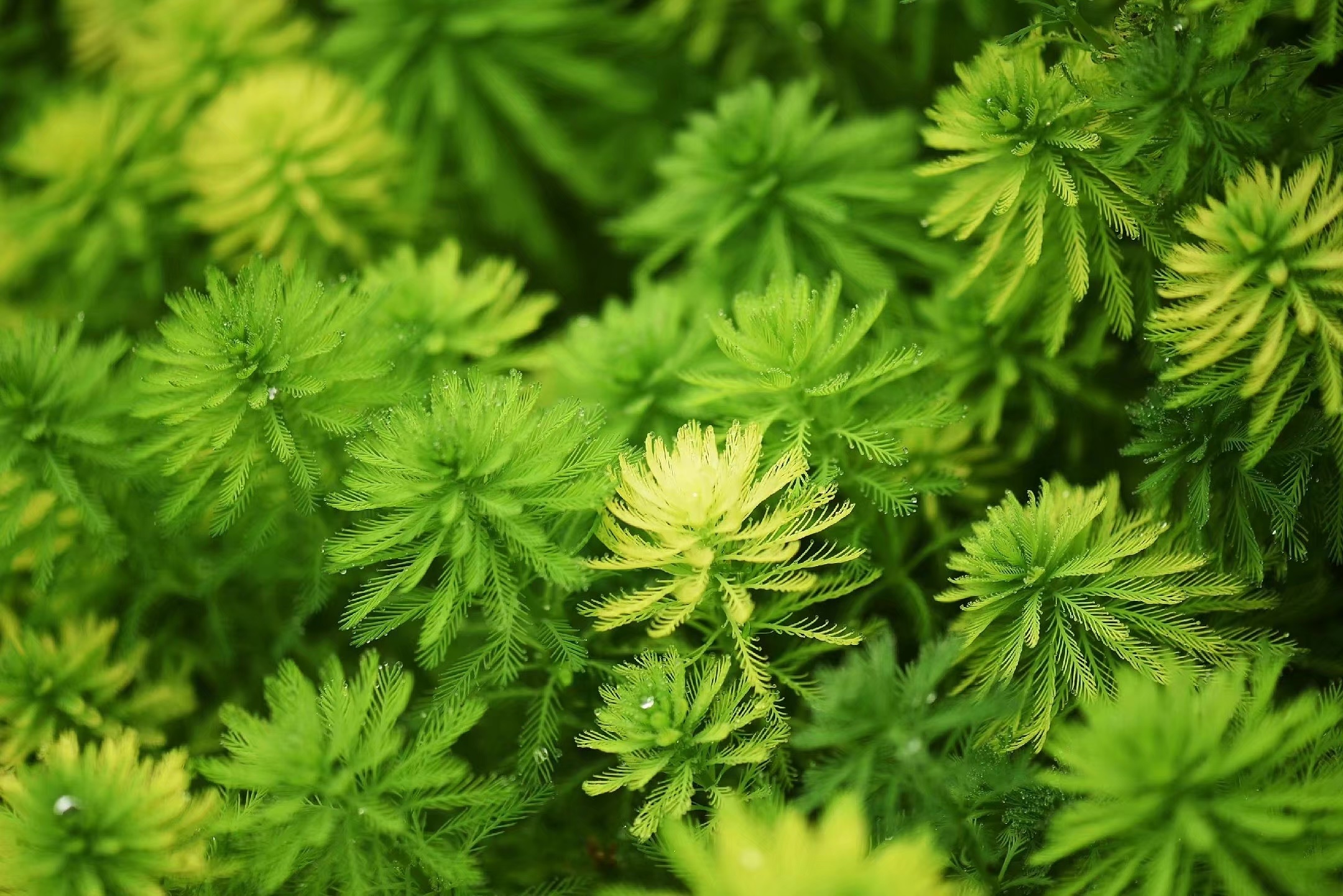 首发粉绿狐尾藻