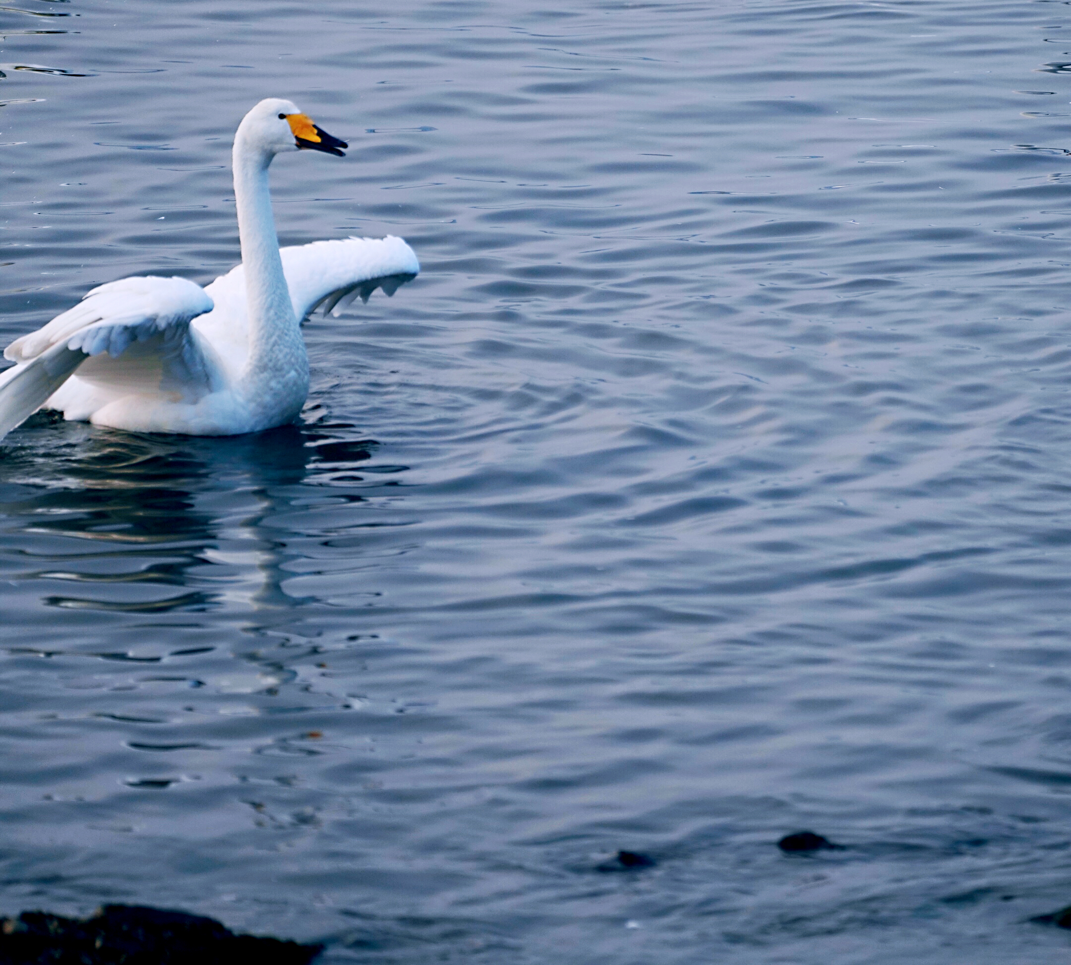 《一只独秀白天鹅》