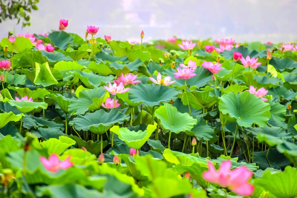 中国最大的皇家园林湖泊玄武湖荷花盛开,满眼都是诗情画意