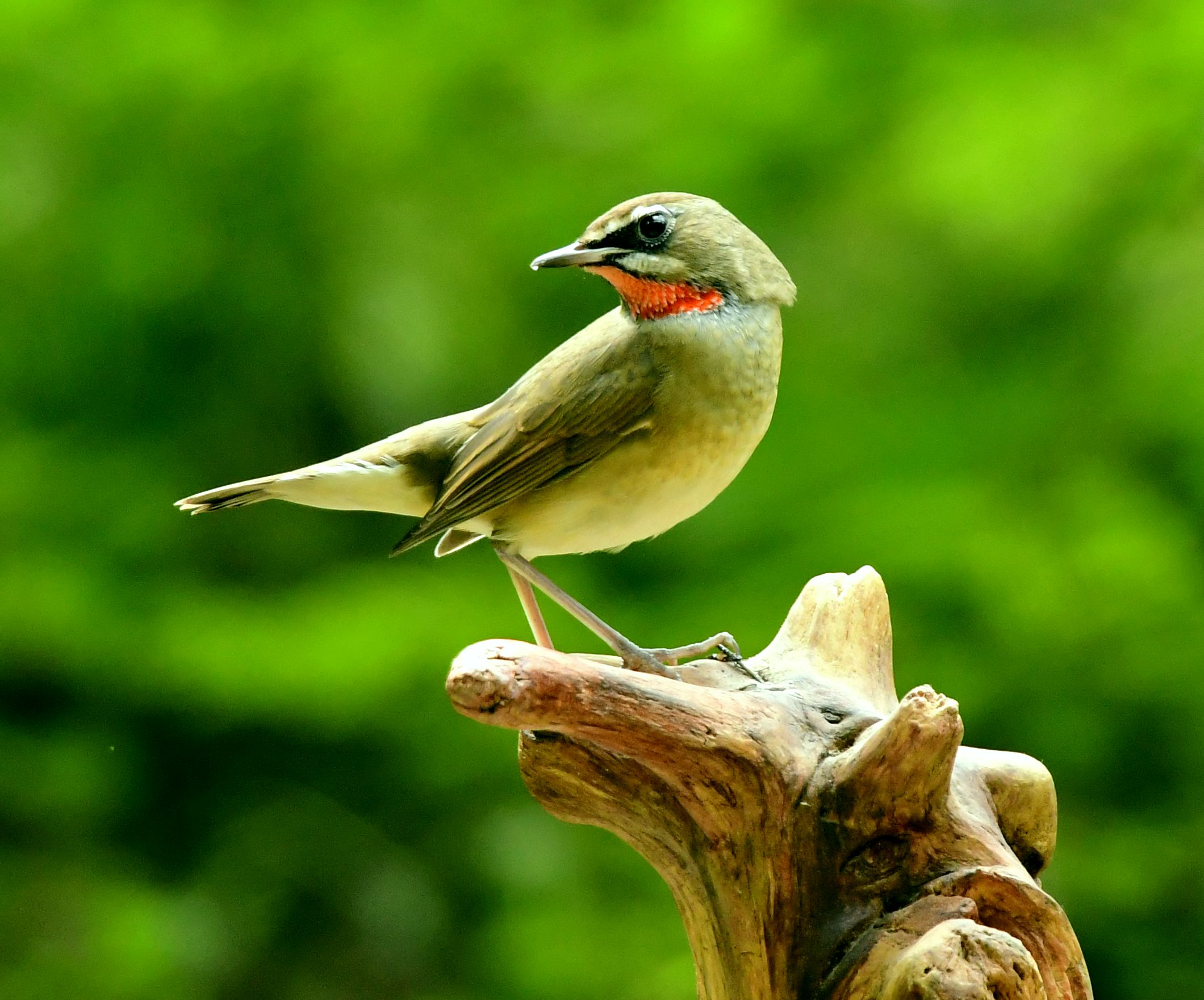 2020版红喉歌鸲首发