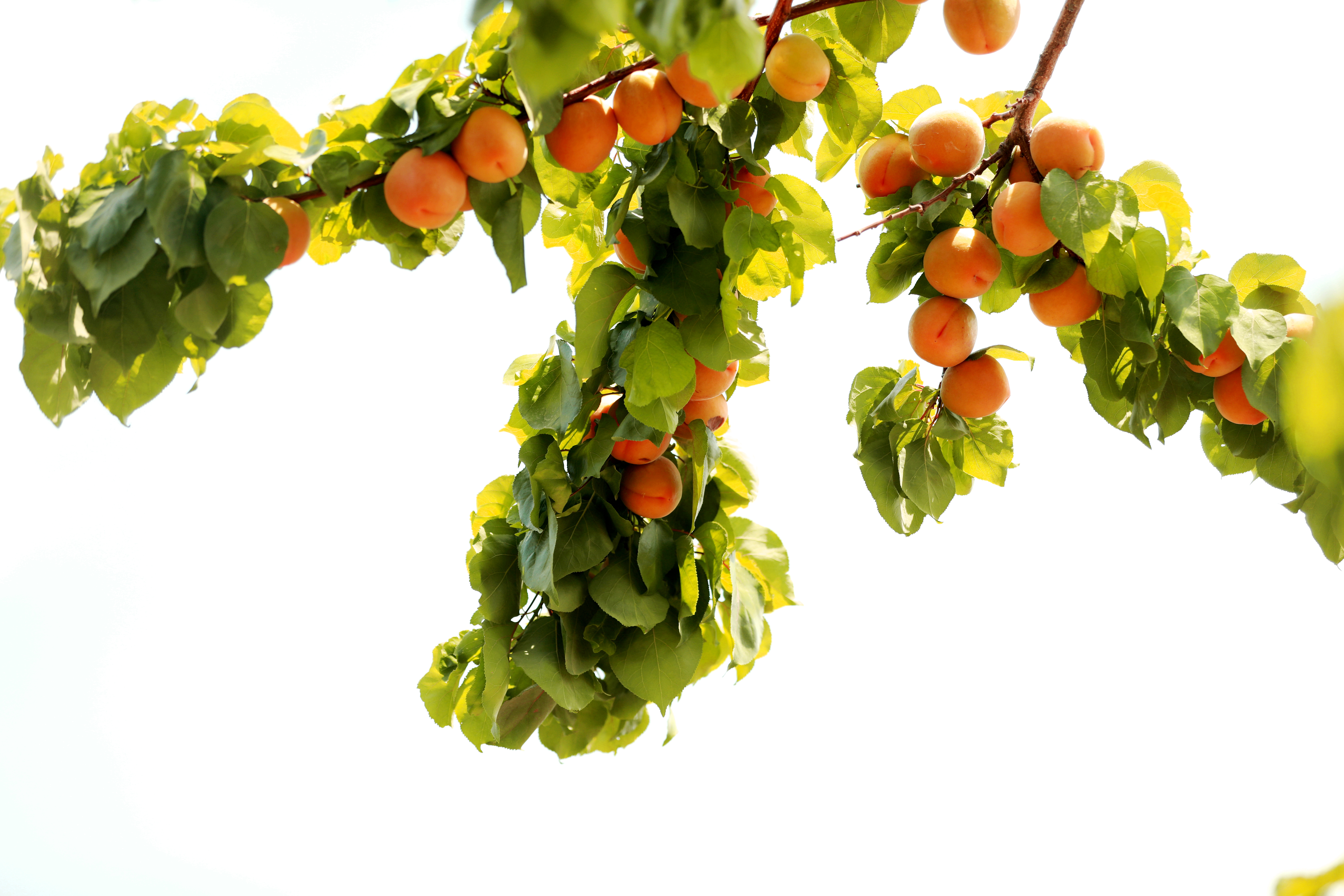 石榴花开杏子熟