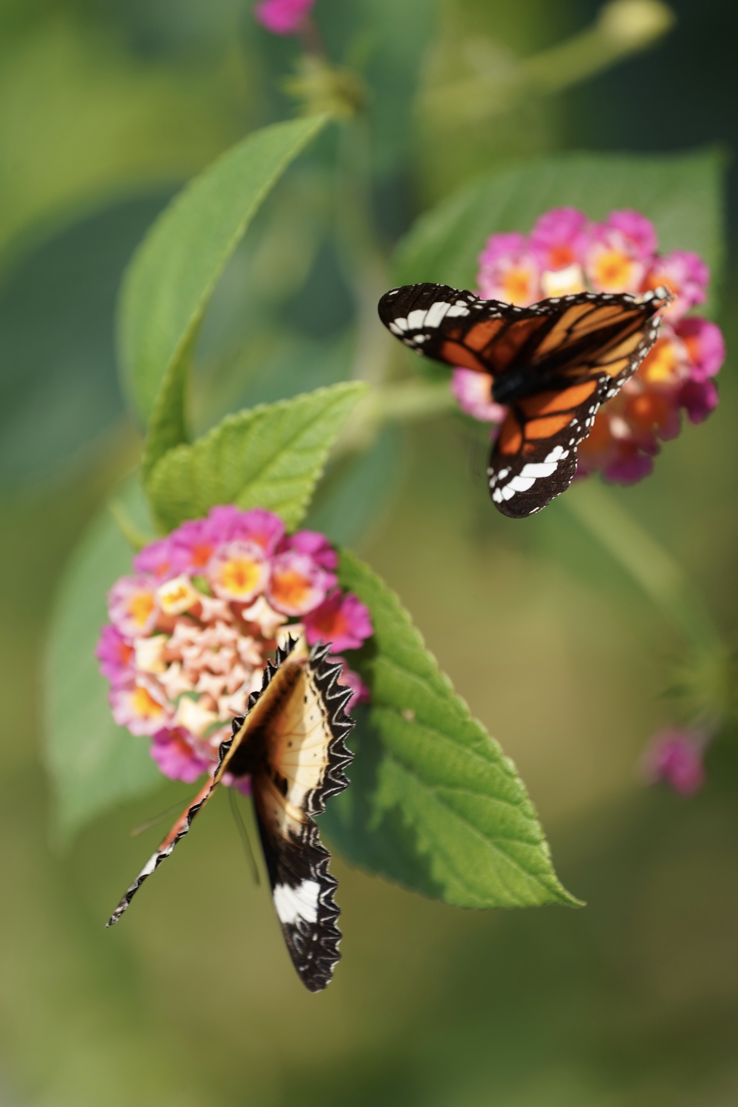 《蝶恋花 花戏蝶》