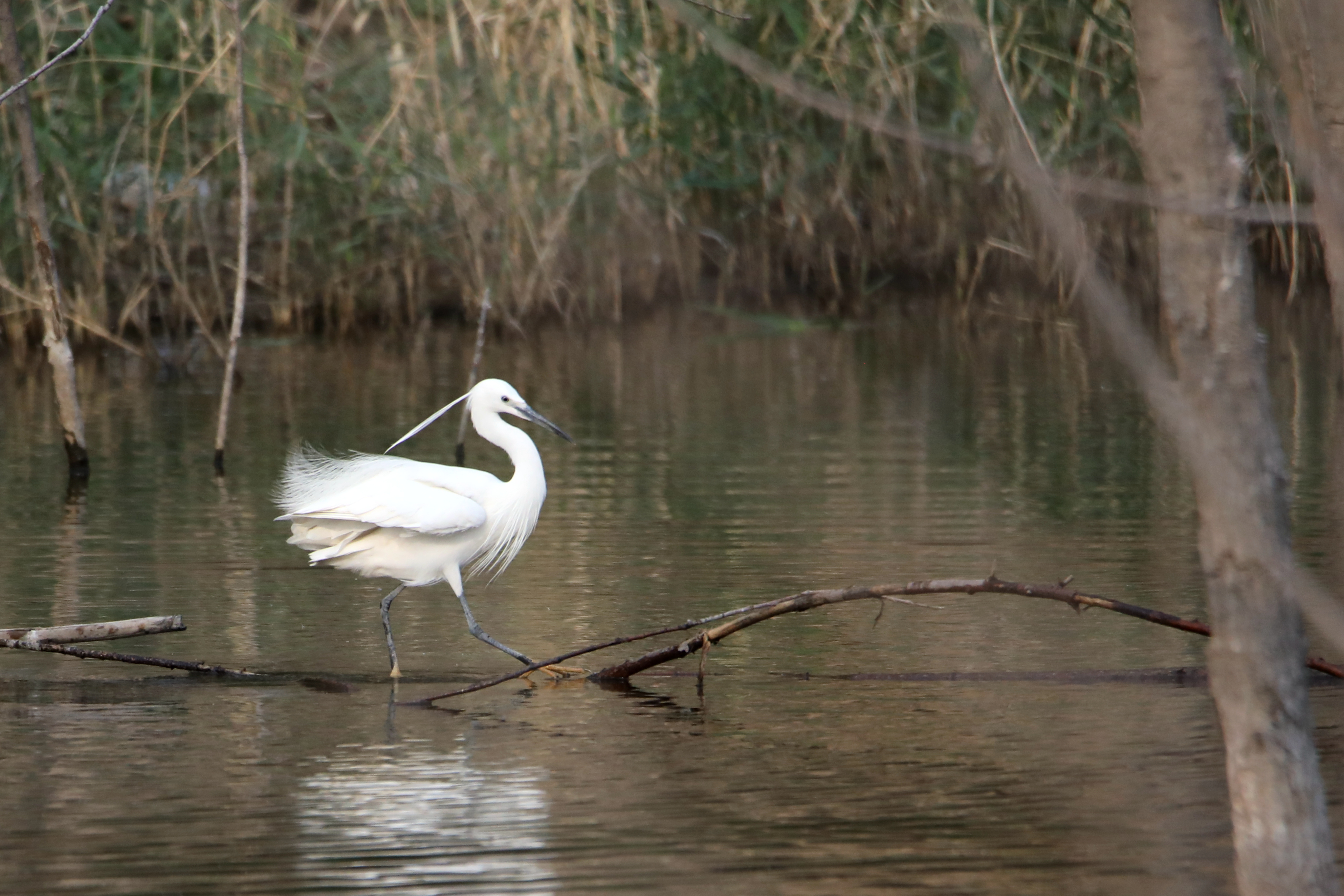 春风吹皱一池水白鹭筑巢忙孵雏