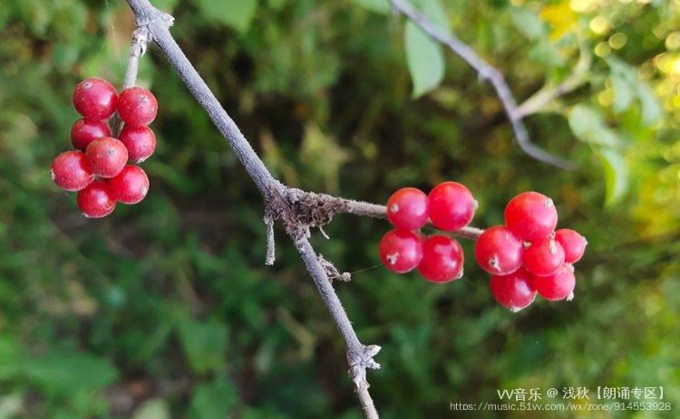首发收获秋天的果实忍冬藤果