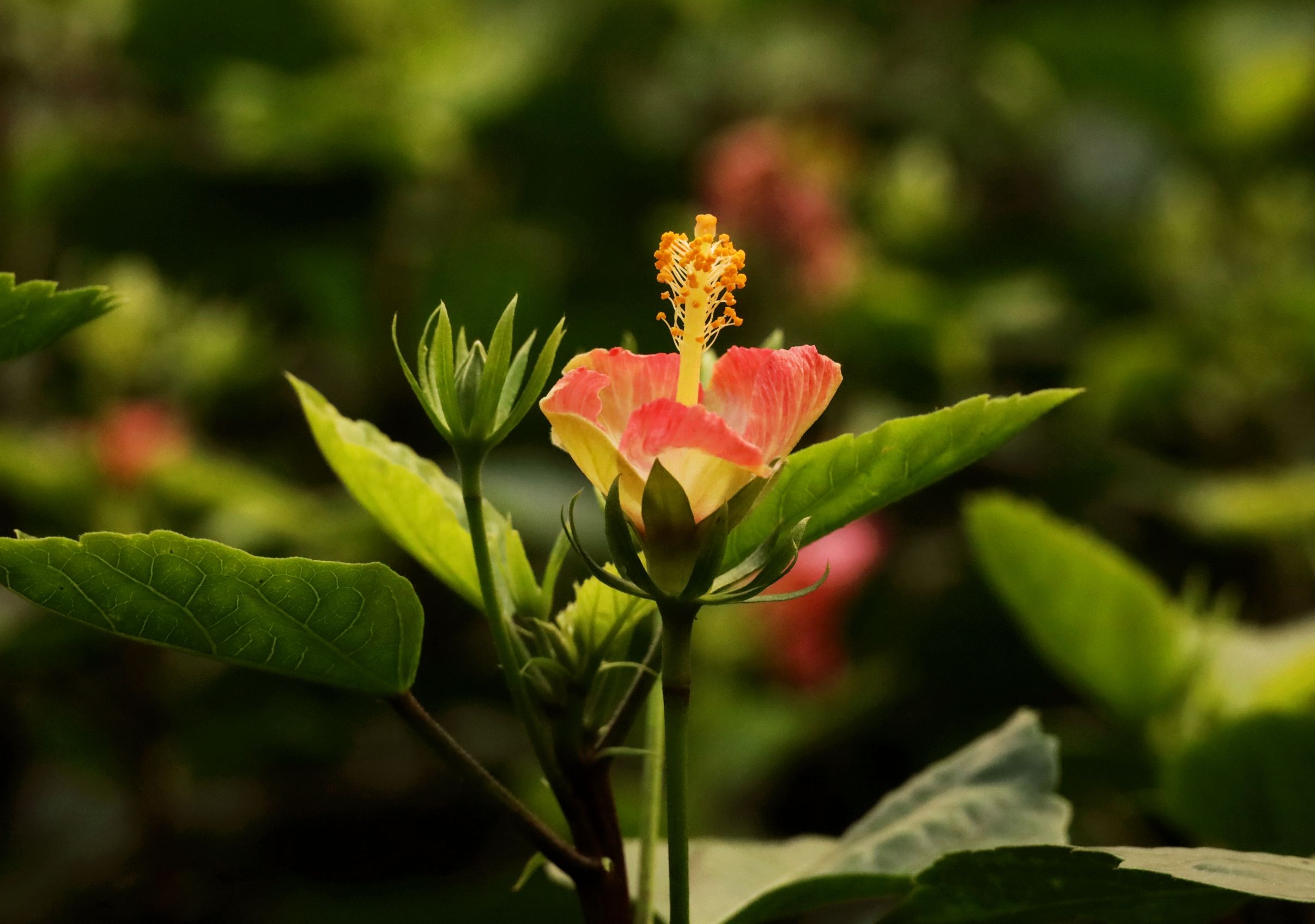 首发粉色朱槿花