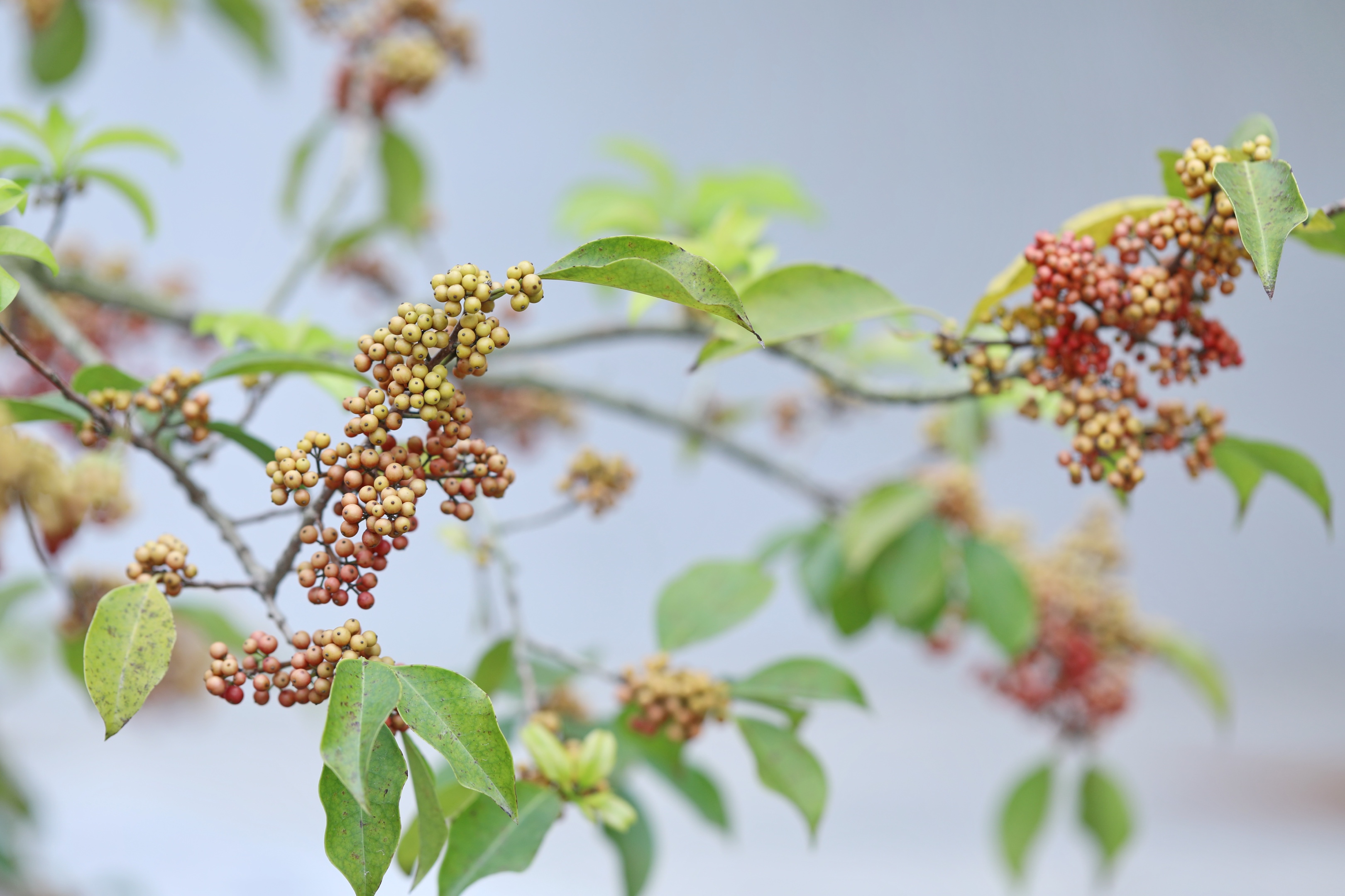 鐵冬青一樹紅果秋日俏首發