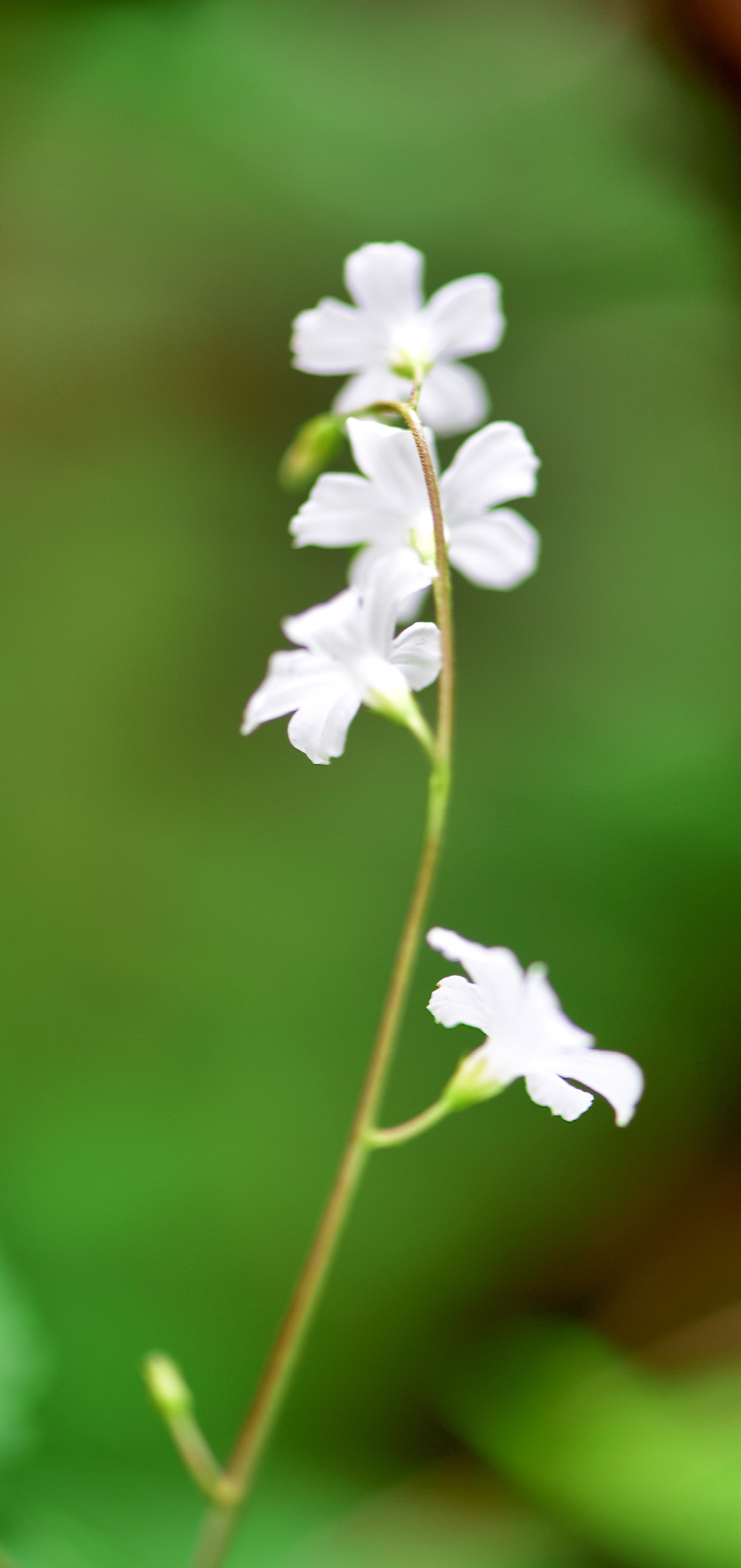 穿越四季之美～飞蛾藤【vv首发】