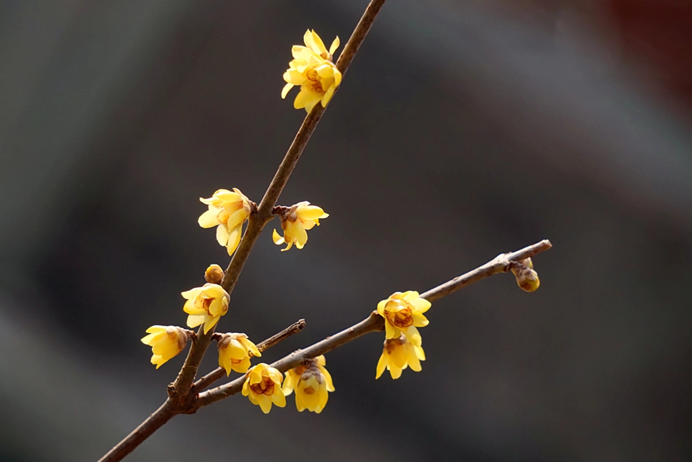 冬季~腊梅 【首发】