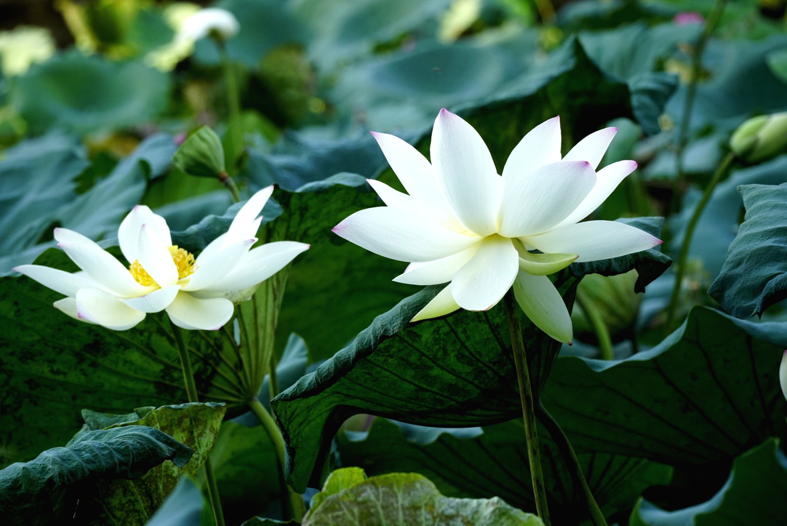 白荷花只染碧波不染尘玉质冰姿最可人