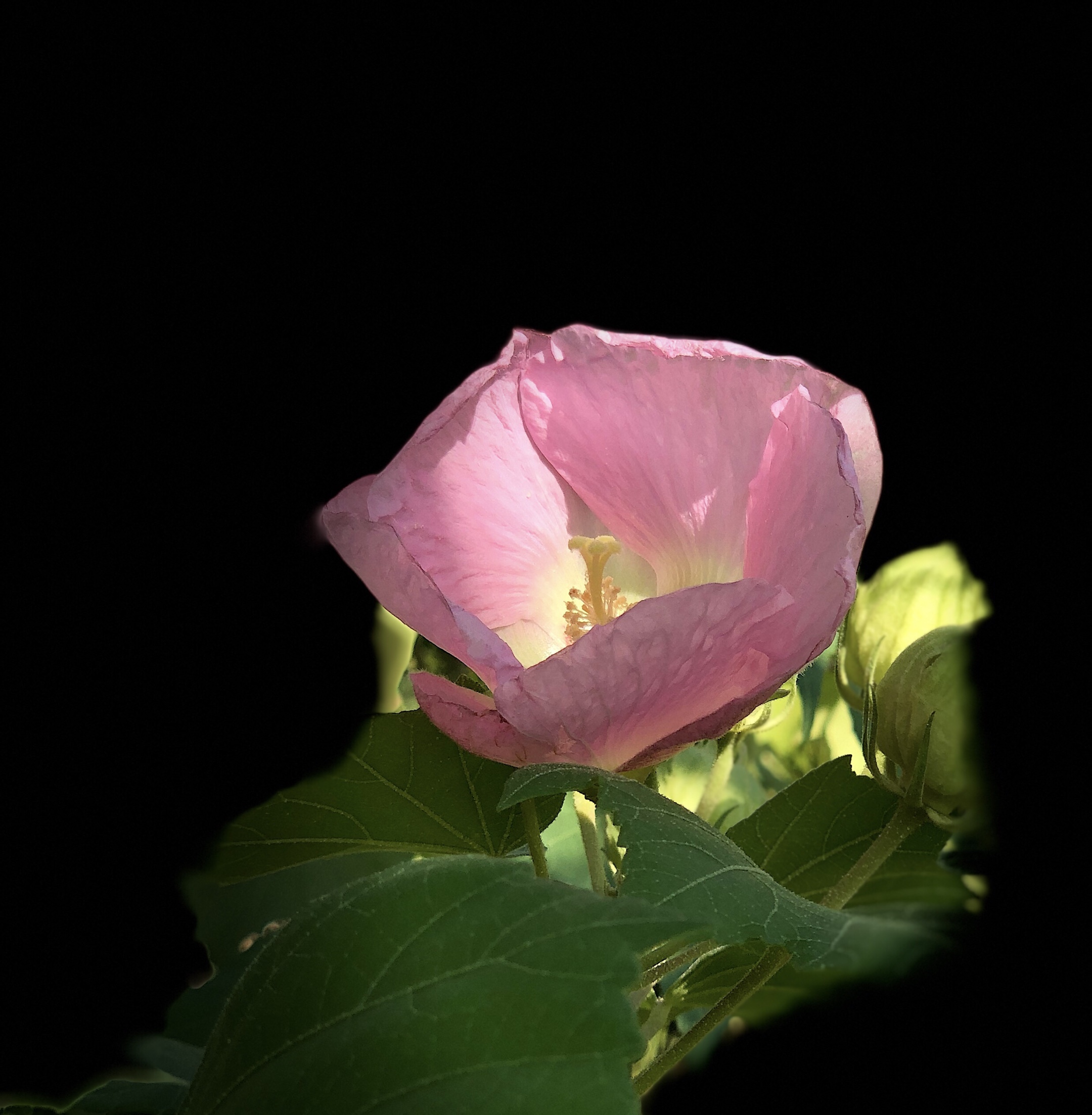 原创首发单瓣芙蓉花