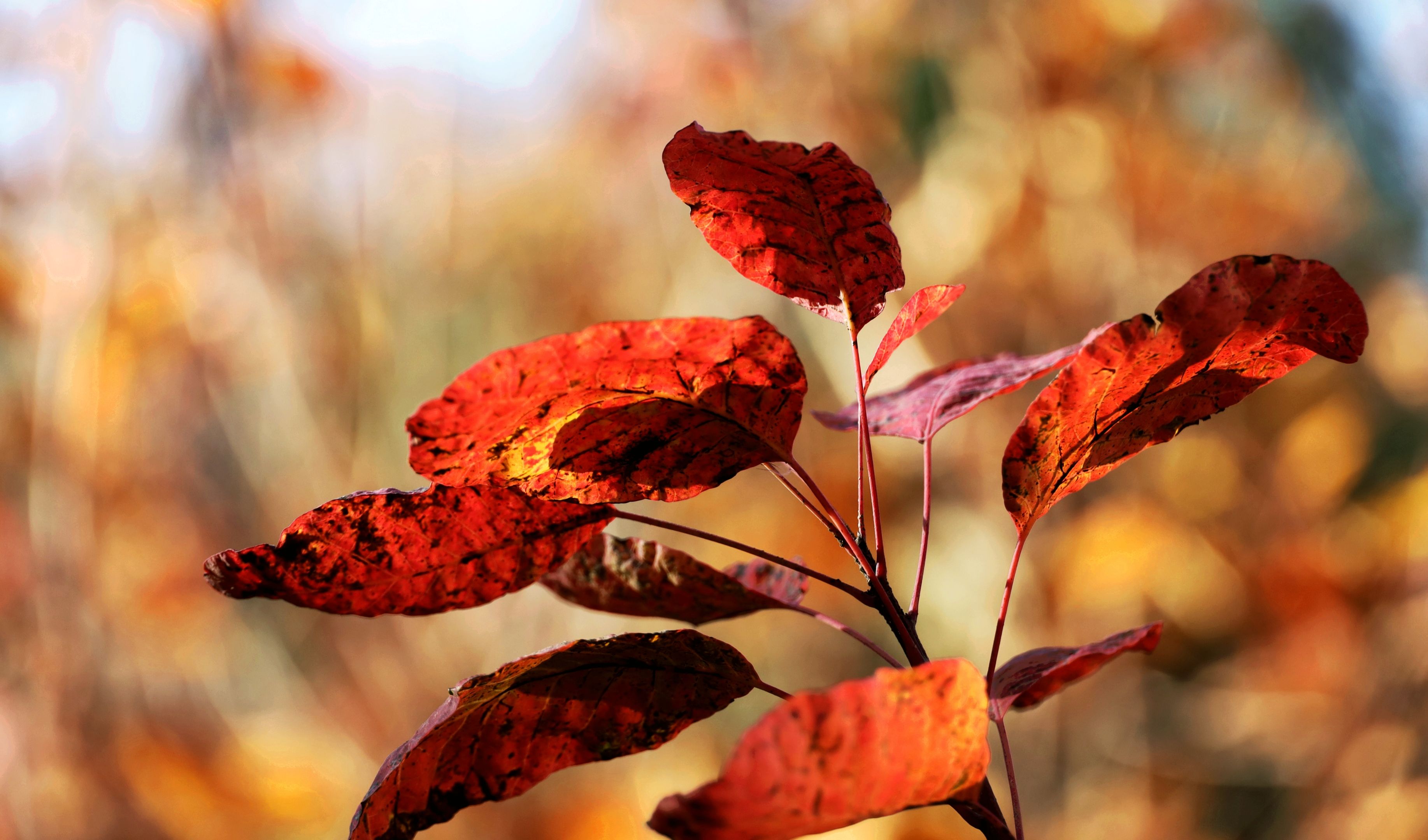 红艳艳的黄栌叶