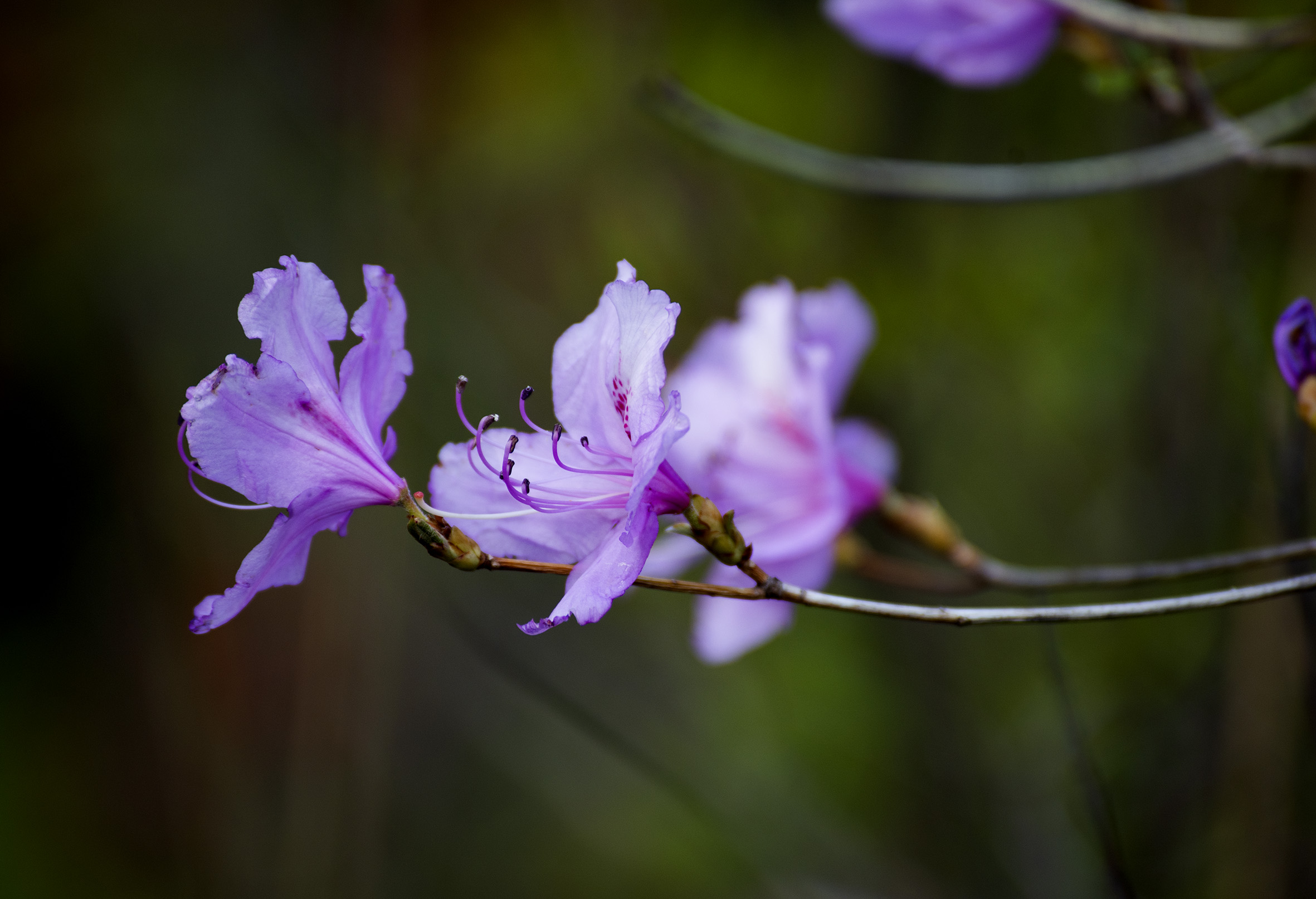 杜鹃花开春满园,人间最美四月天