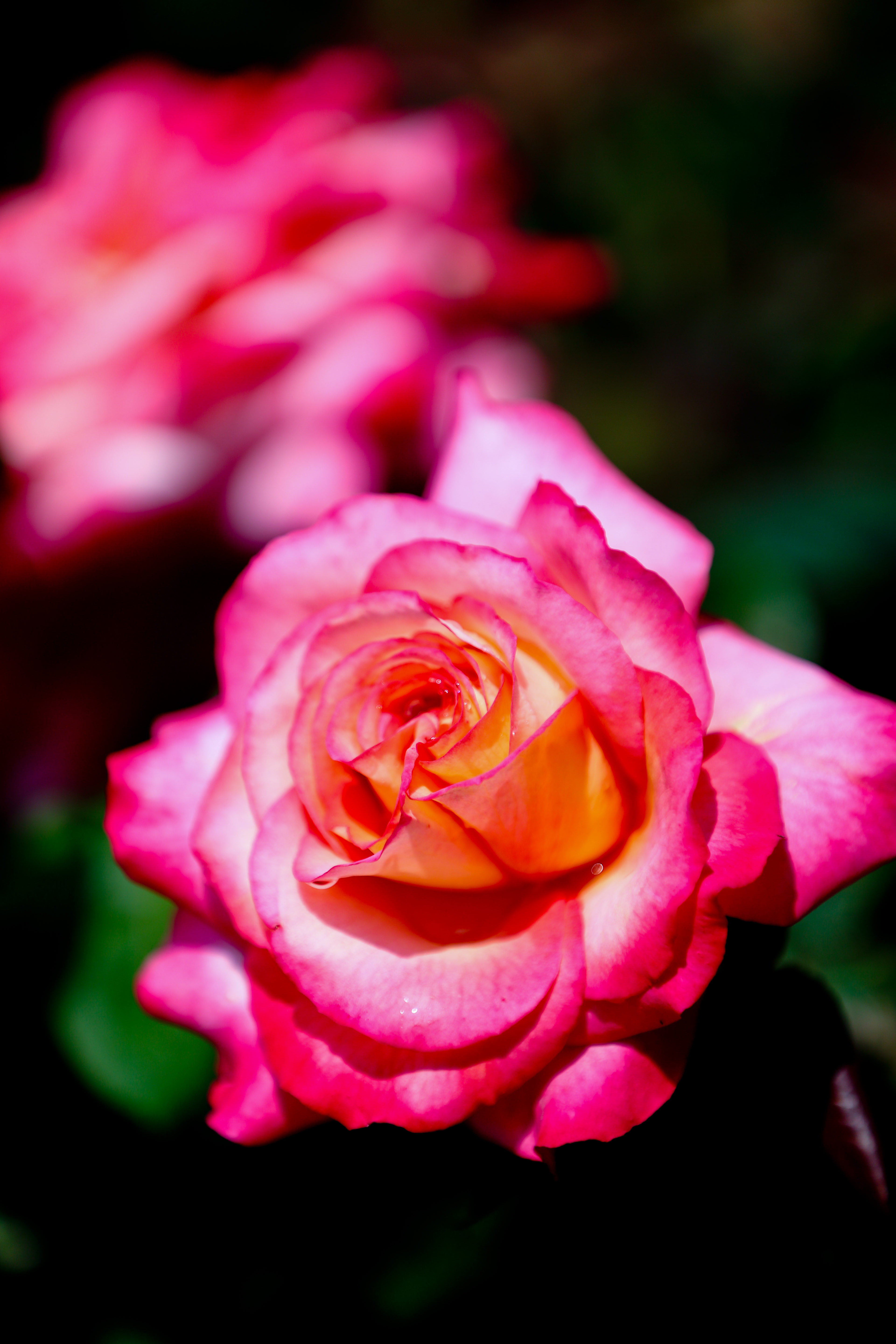 花中皇后--月季