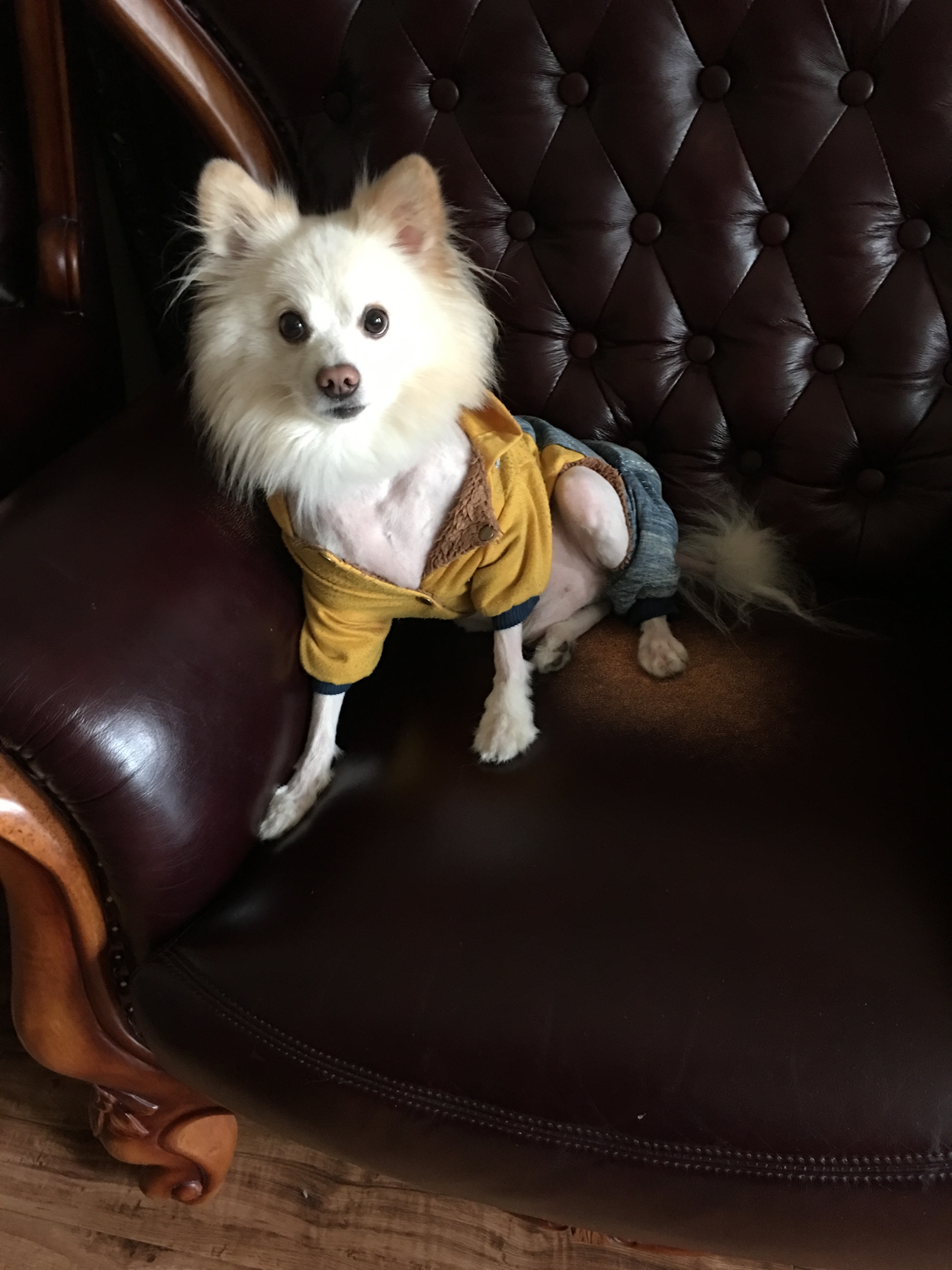 纪念亲爱的宝贝爱犬波波二